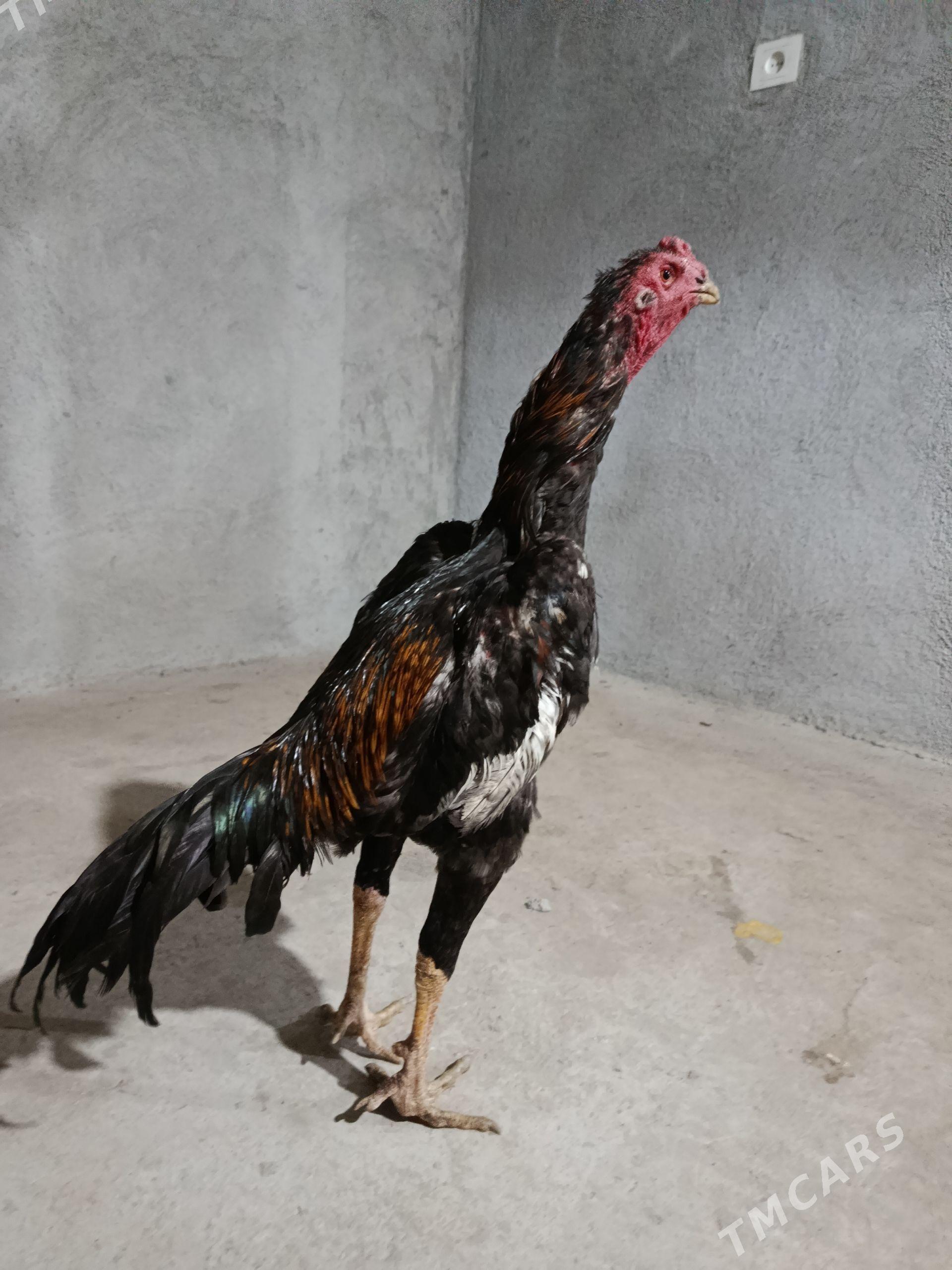horaz - Çärjew - img 1