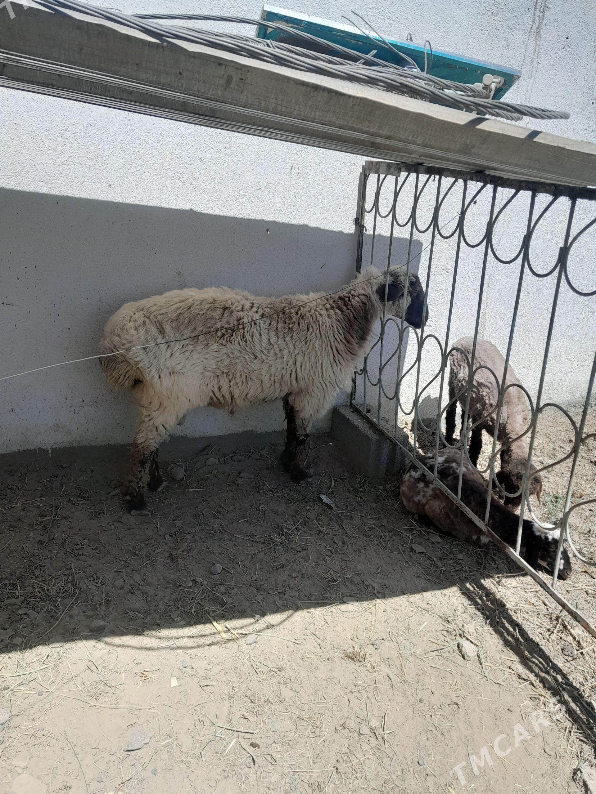 Goç - Гёкдепе - img 1