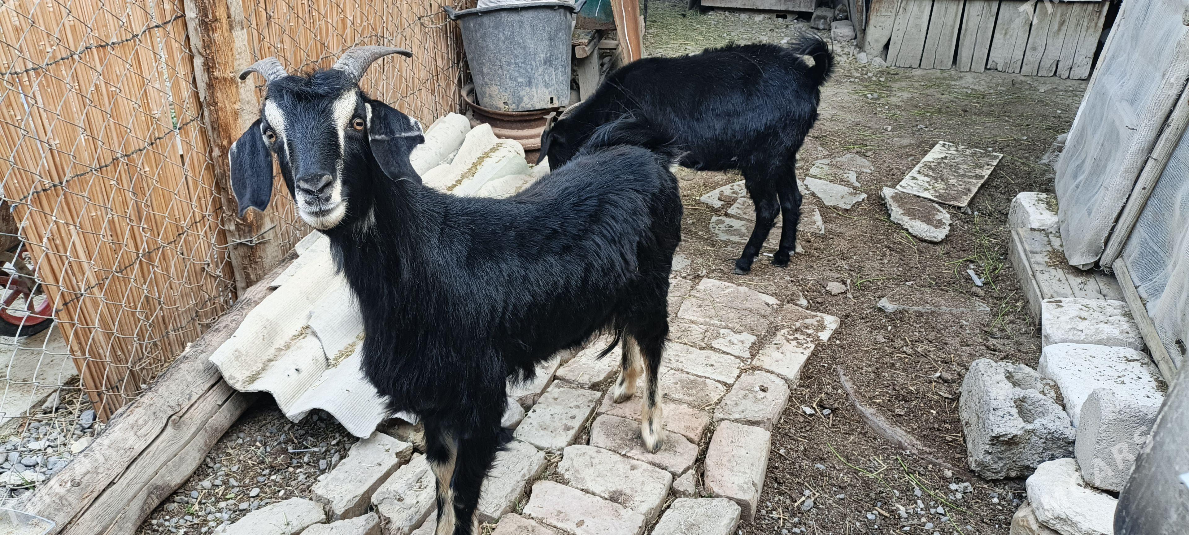 işşek erkeç - Ашхабад - img 1