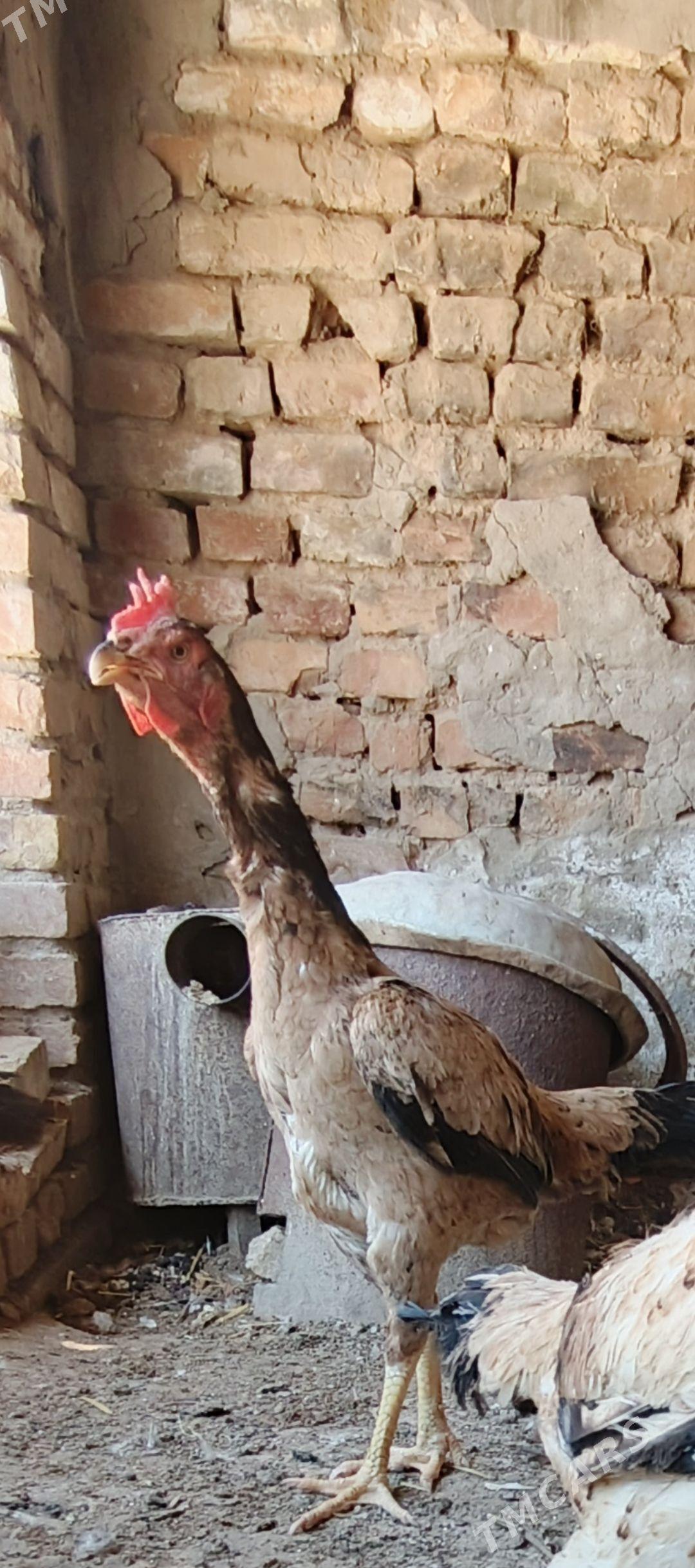 Baysow Makki - Çärjew - img 1