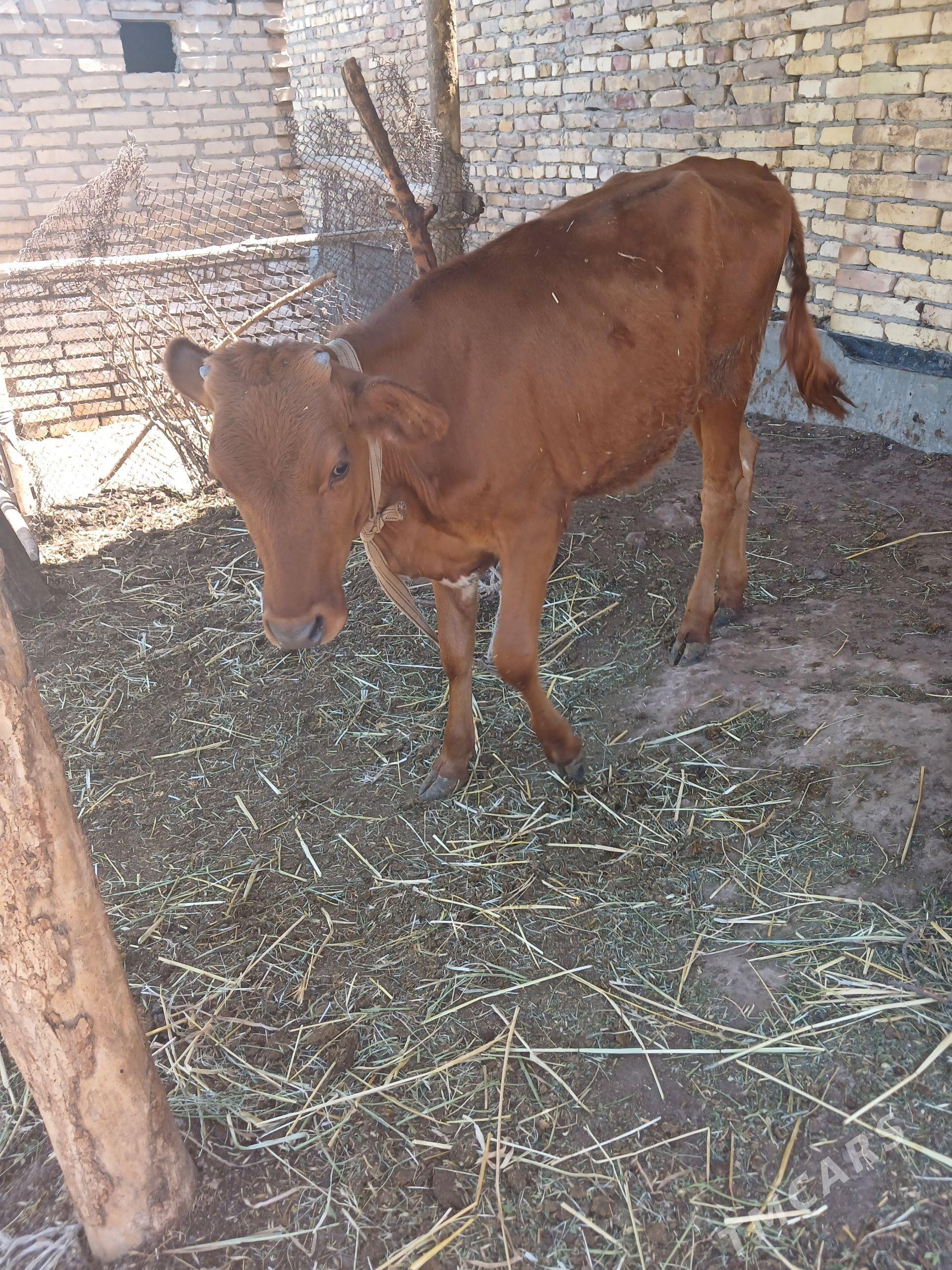 oy haywanlary - Saýat - img 1