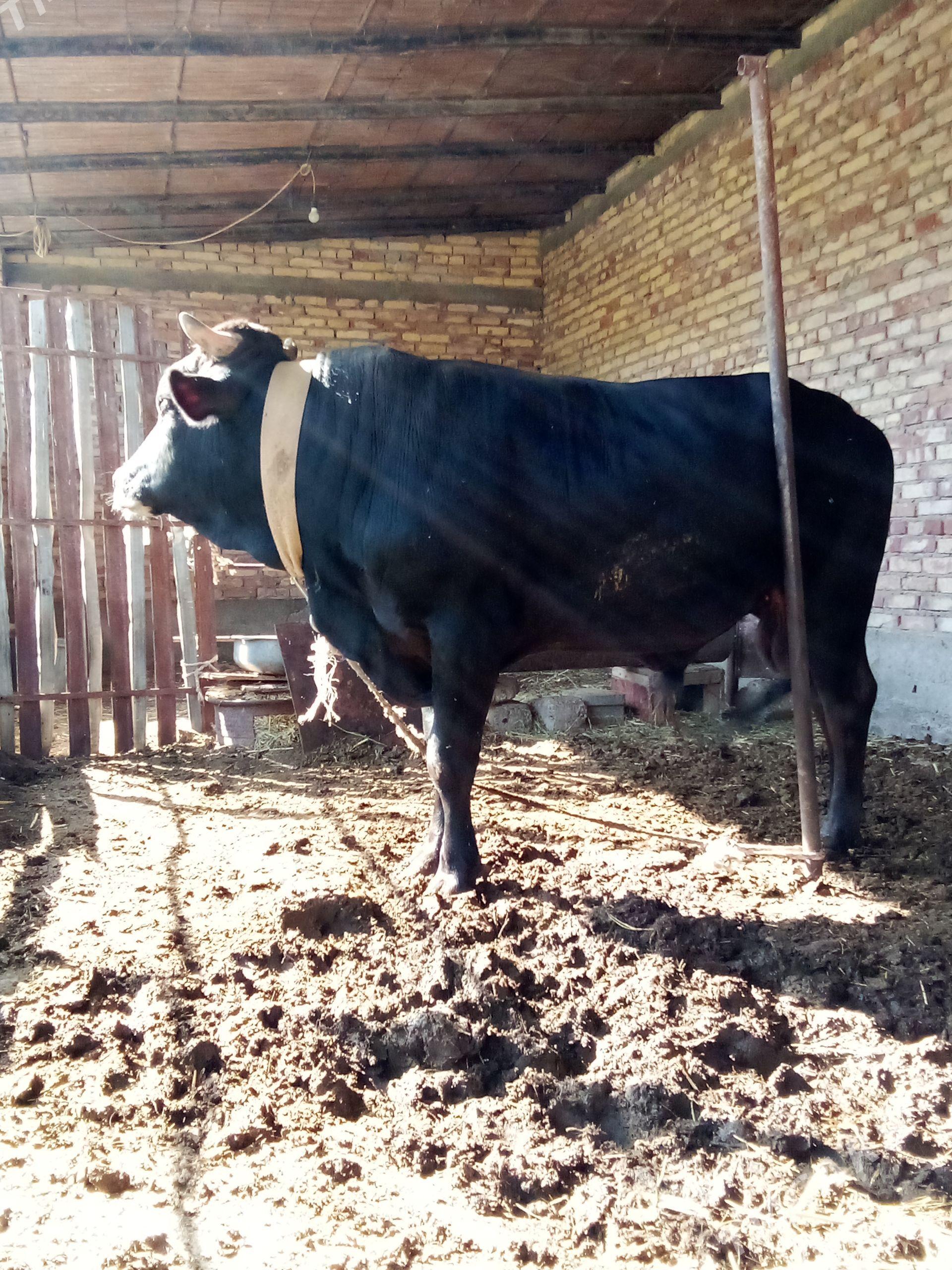 Gibrit Tohum Öküz 2 ýaş 6 aý - Гёкдепе - img 1