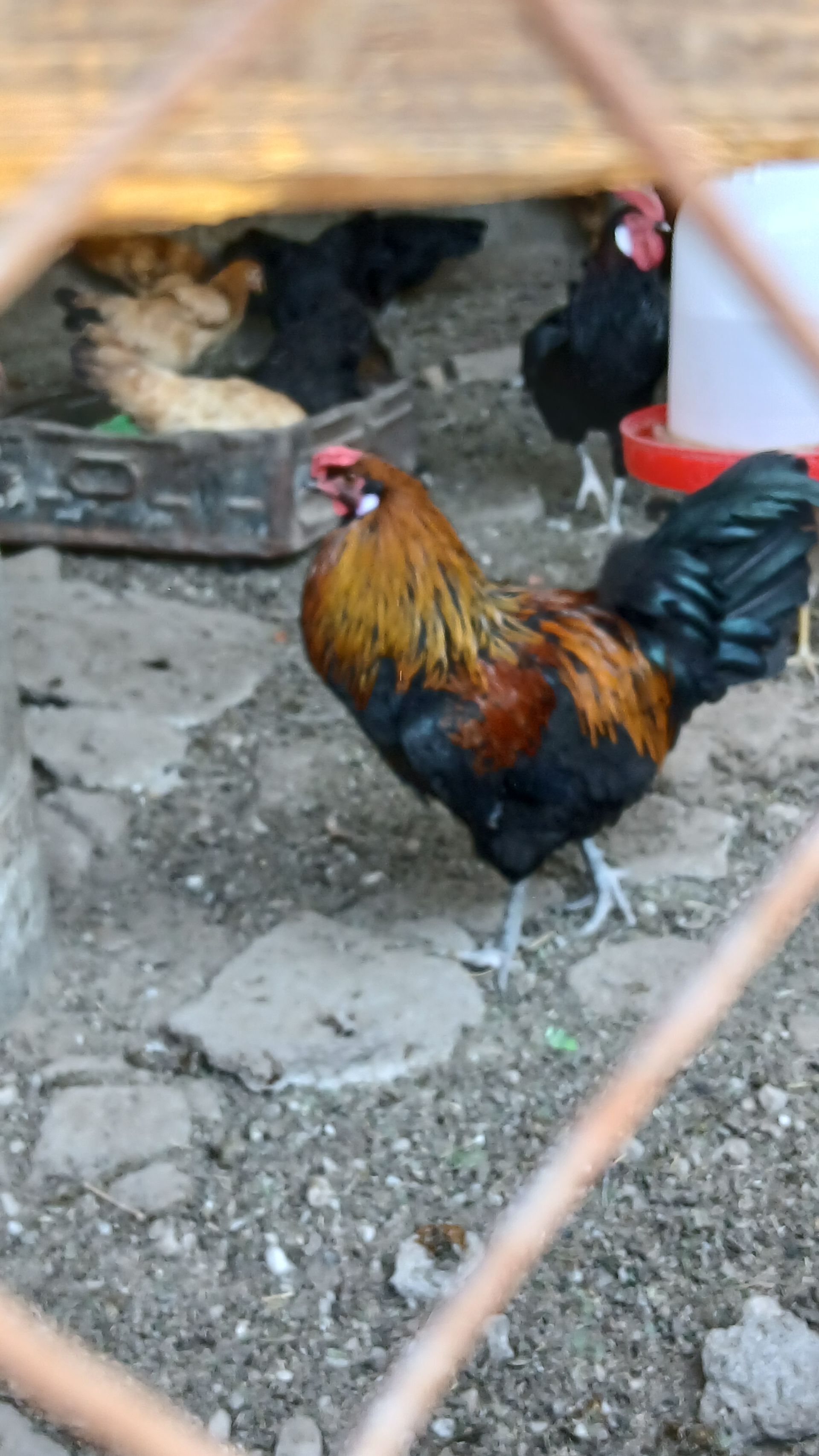 Gara Horaz 7 aýlyk - Bagyr - img 1