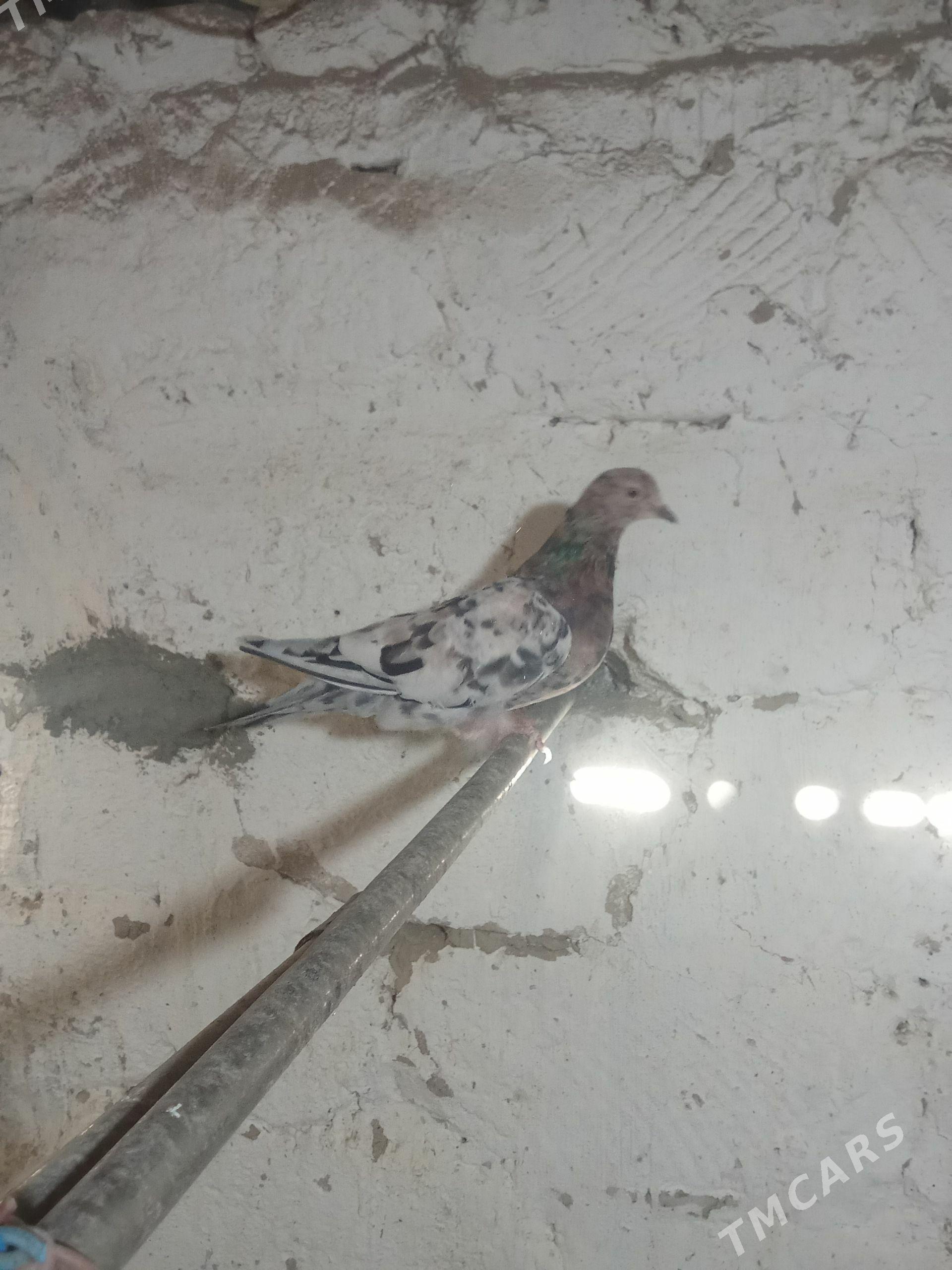 kepderi - Гызыларбат - img 1