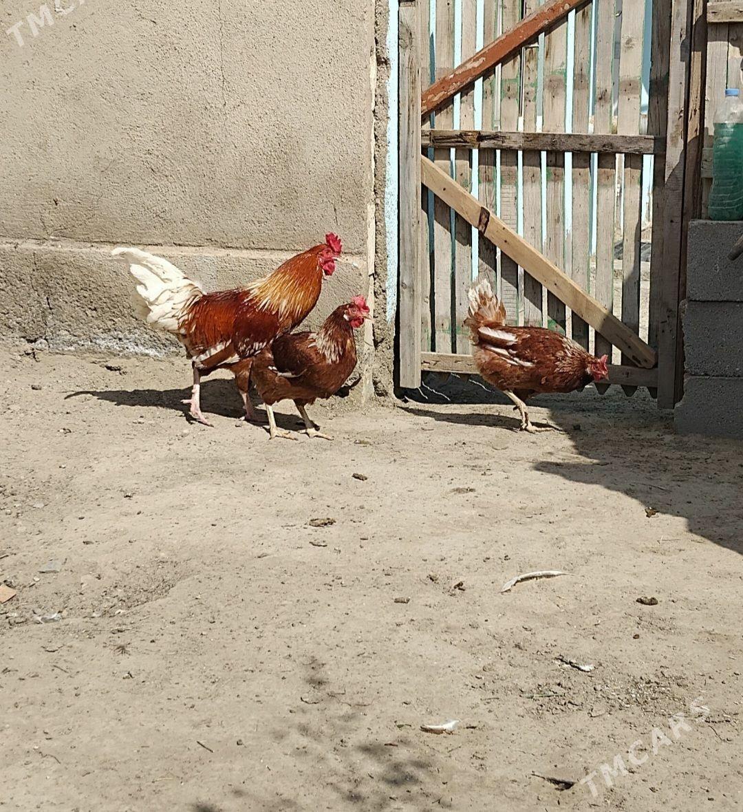 Lohman brawun - Türkmenbaşy - img 1