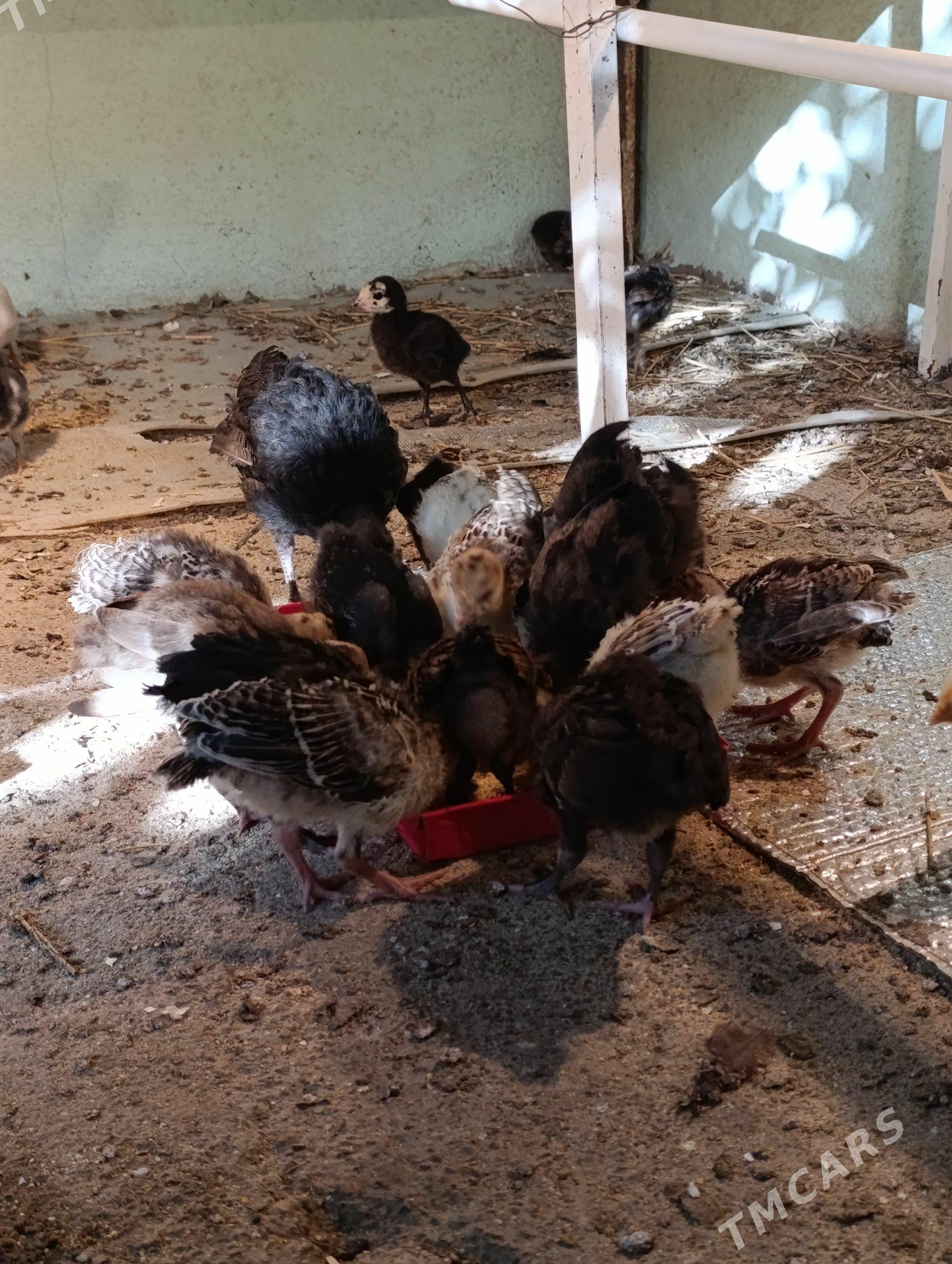 Juyje - Köşi - img 1
