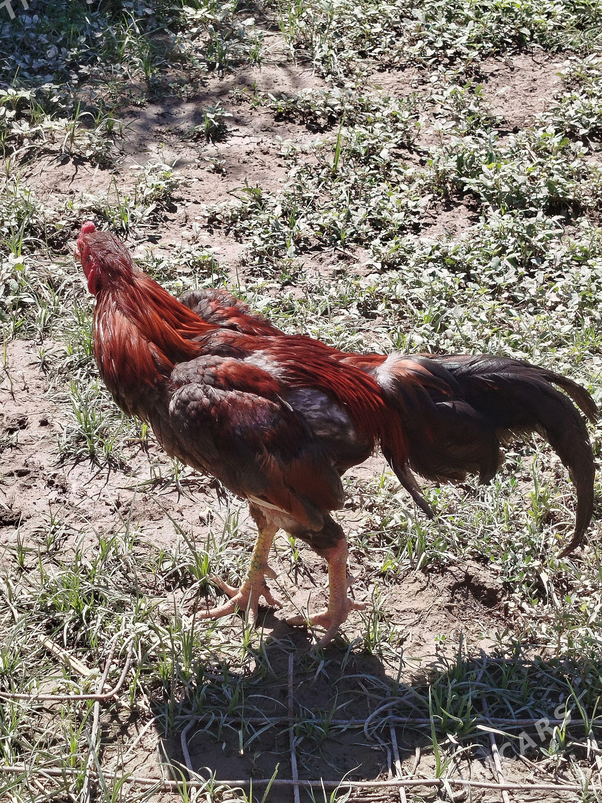 Baysow horaz - Çärjew - img 1