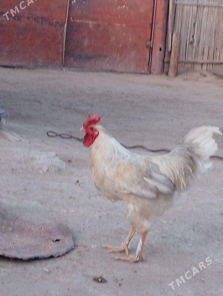 Horaz - Balkanabat - img 1