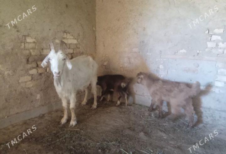 Ekiz owlakly geci - Baýramaly - img 1