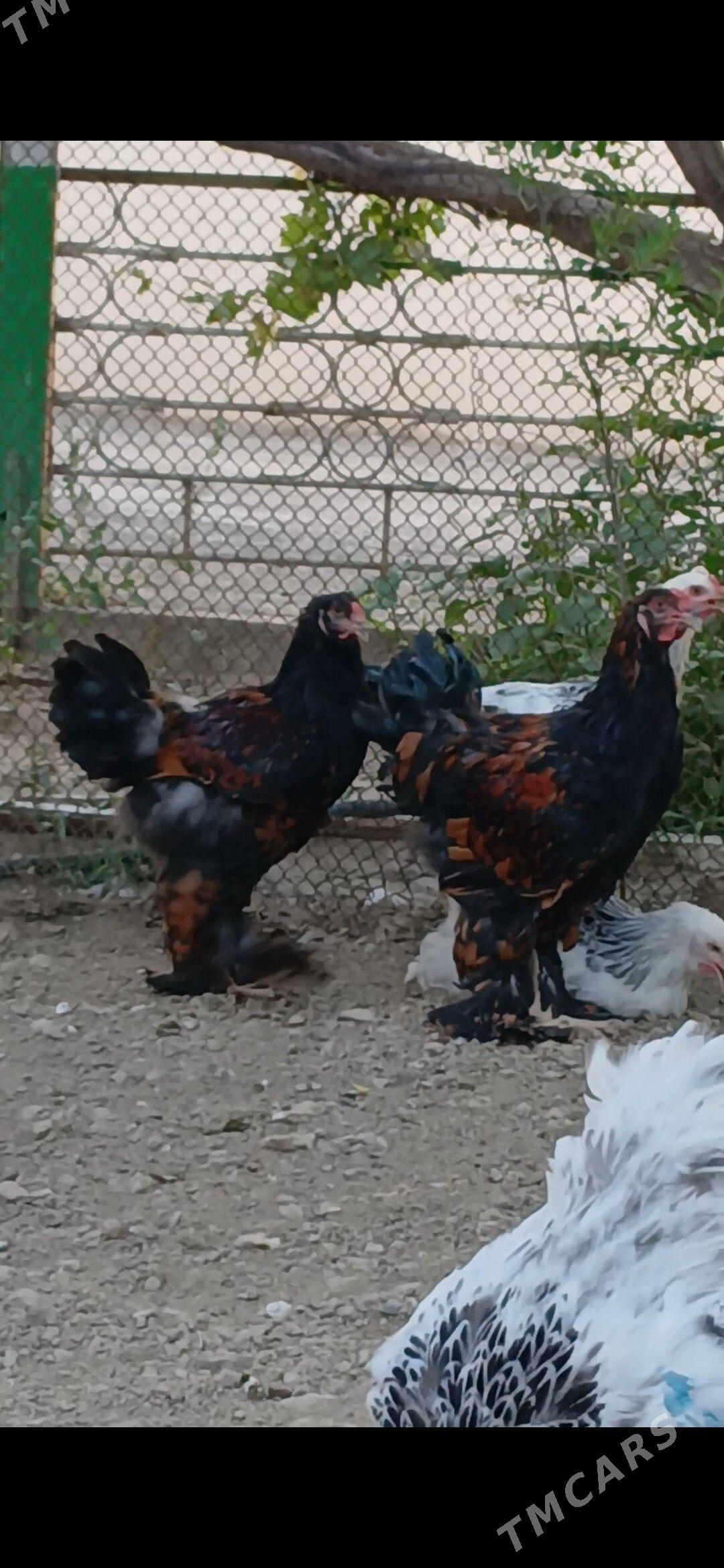 Brama laşed horazlar - Çoganly - img 1