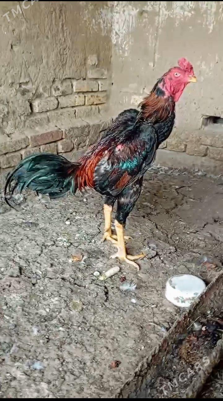 horaz - Türkmenabat - img 1