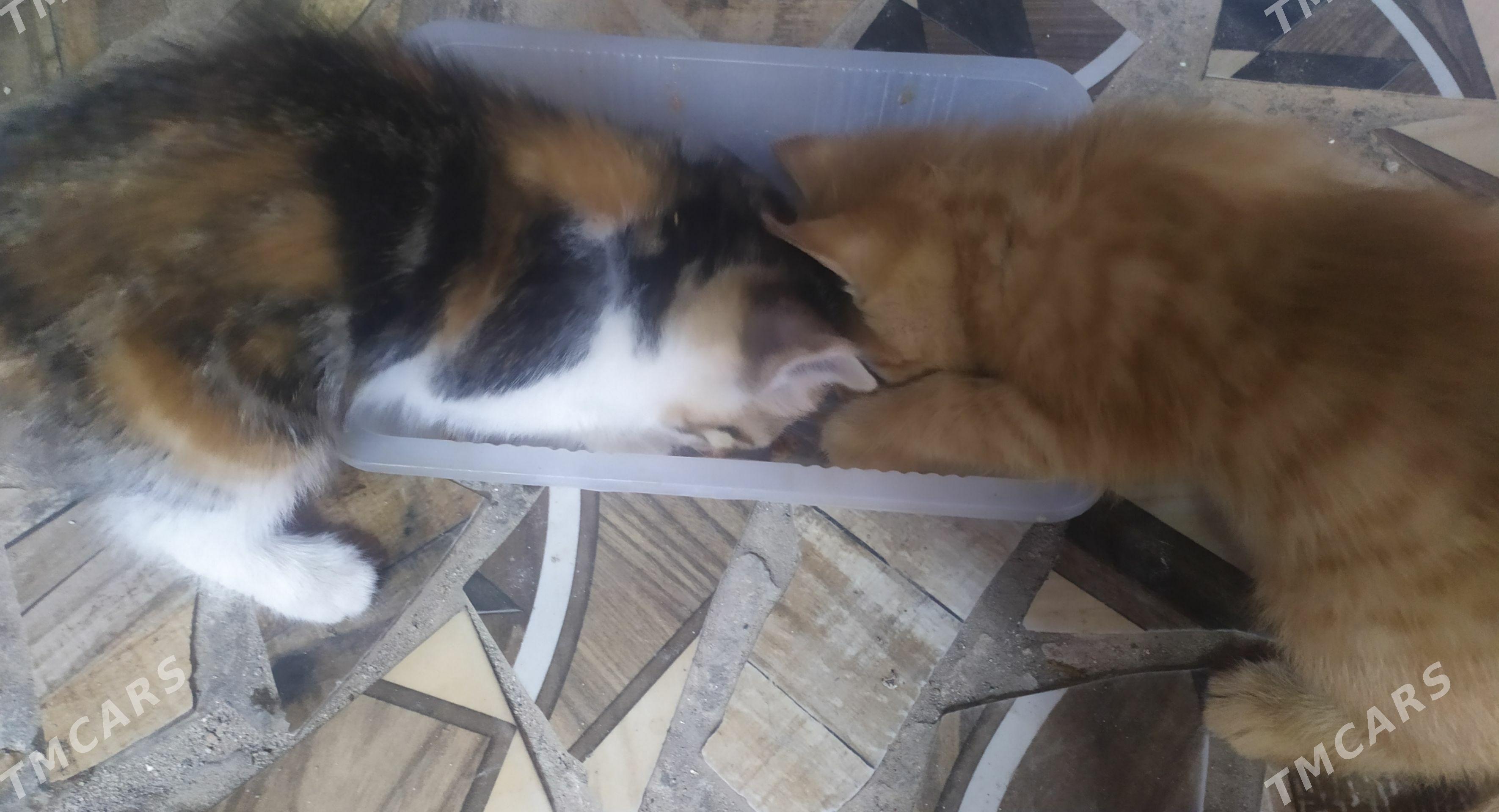 котята - Туркменабат - img 1