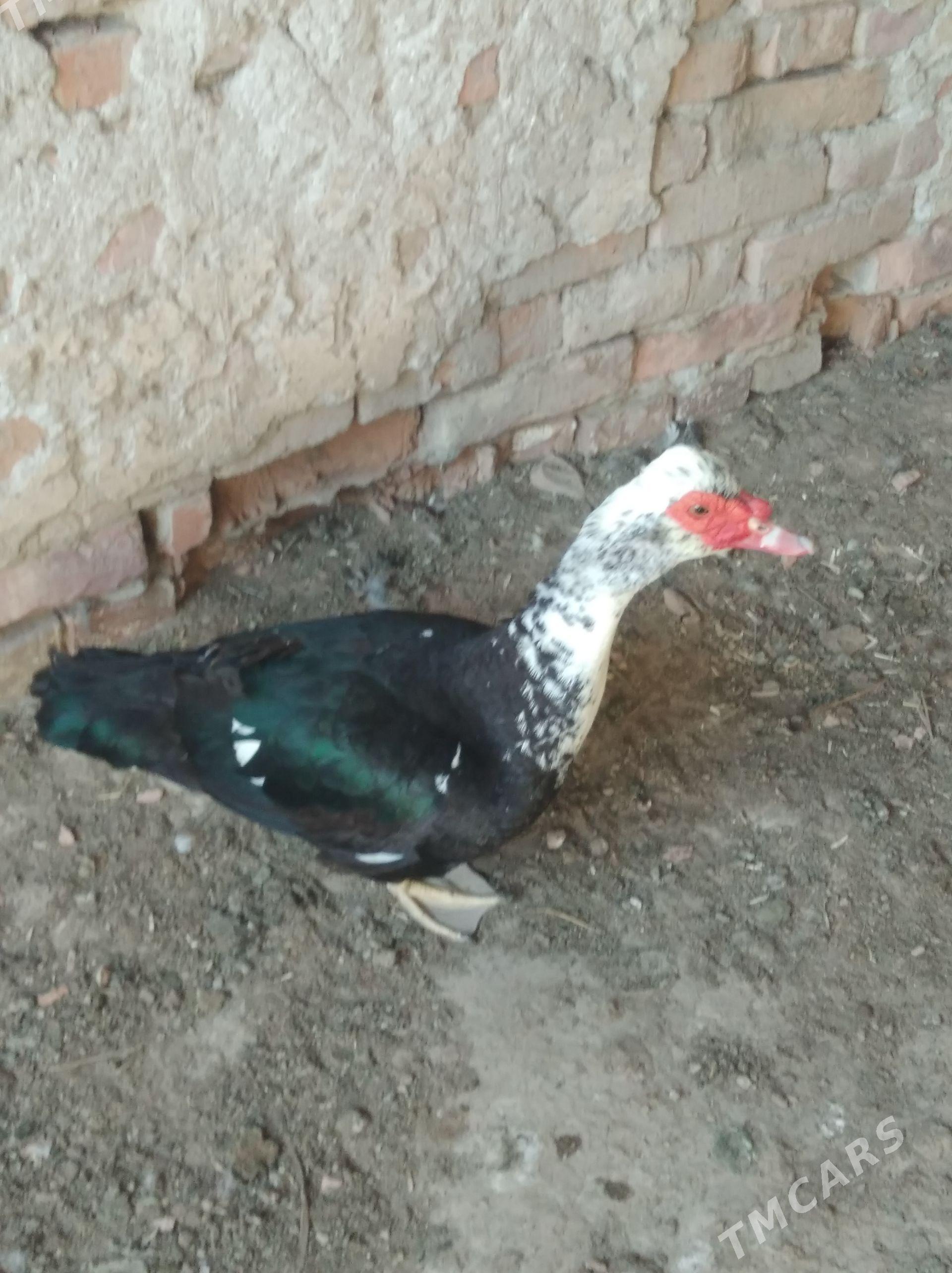 Induşka - Шабатский этрап - img 1