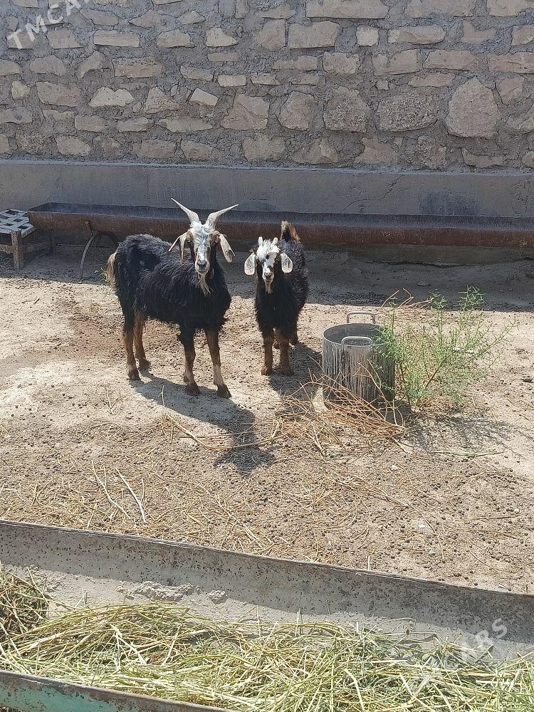 keçi awlakli - Gumdag - img 1