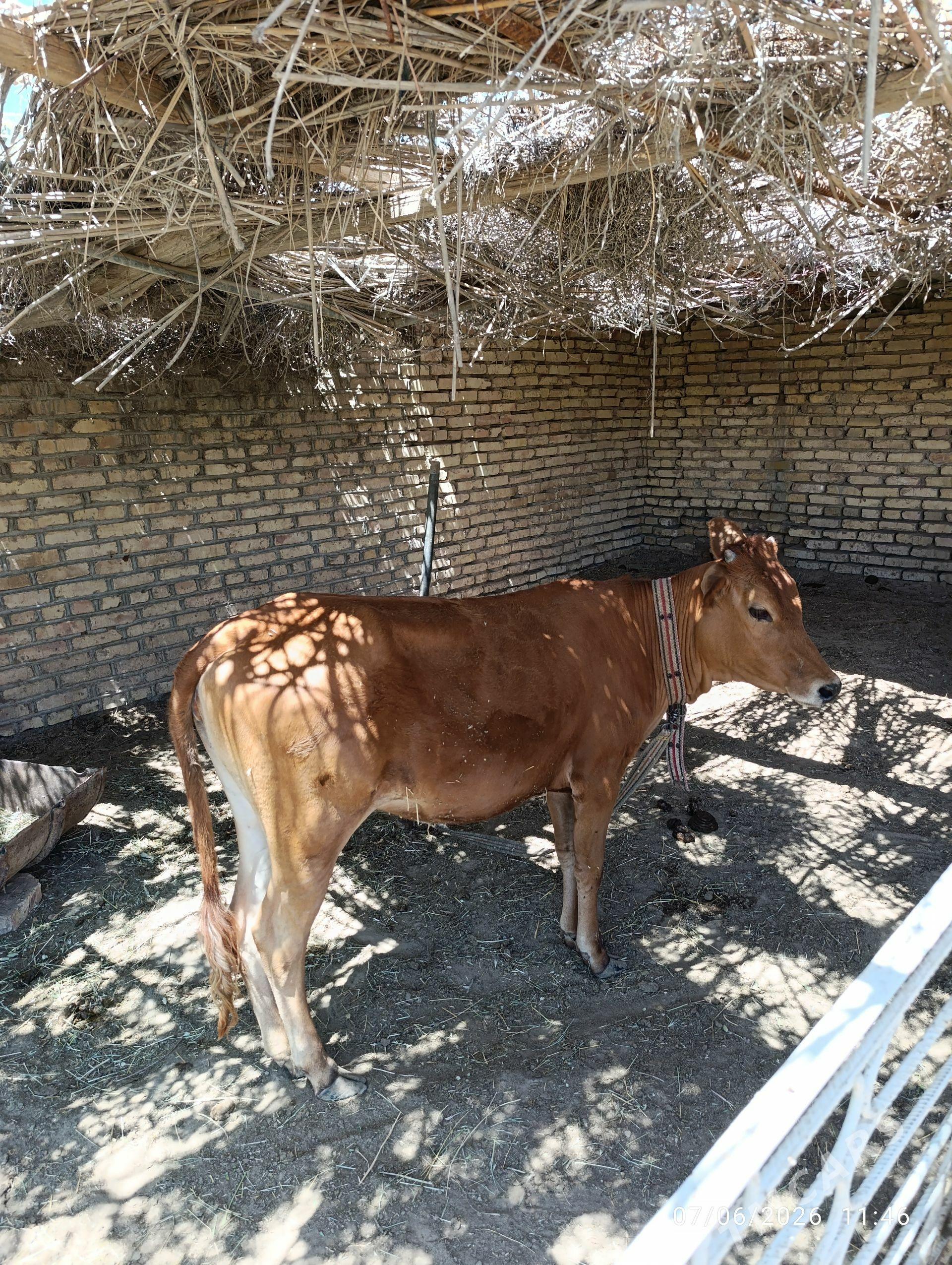 Gulajyn - Murgap - img 1