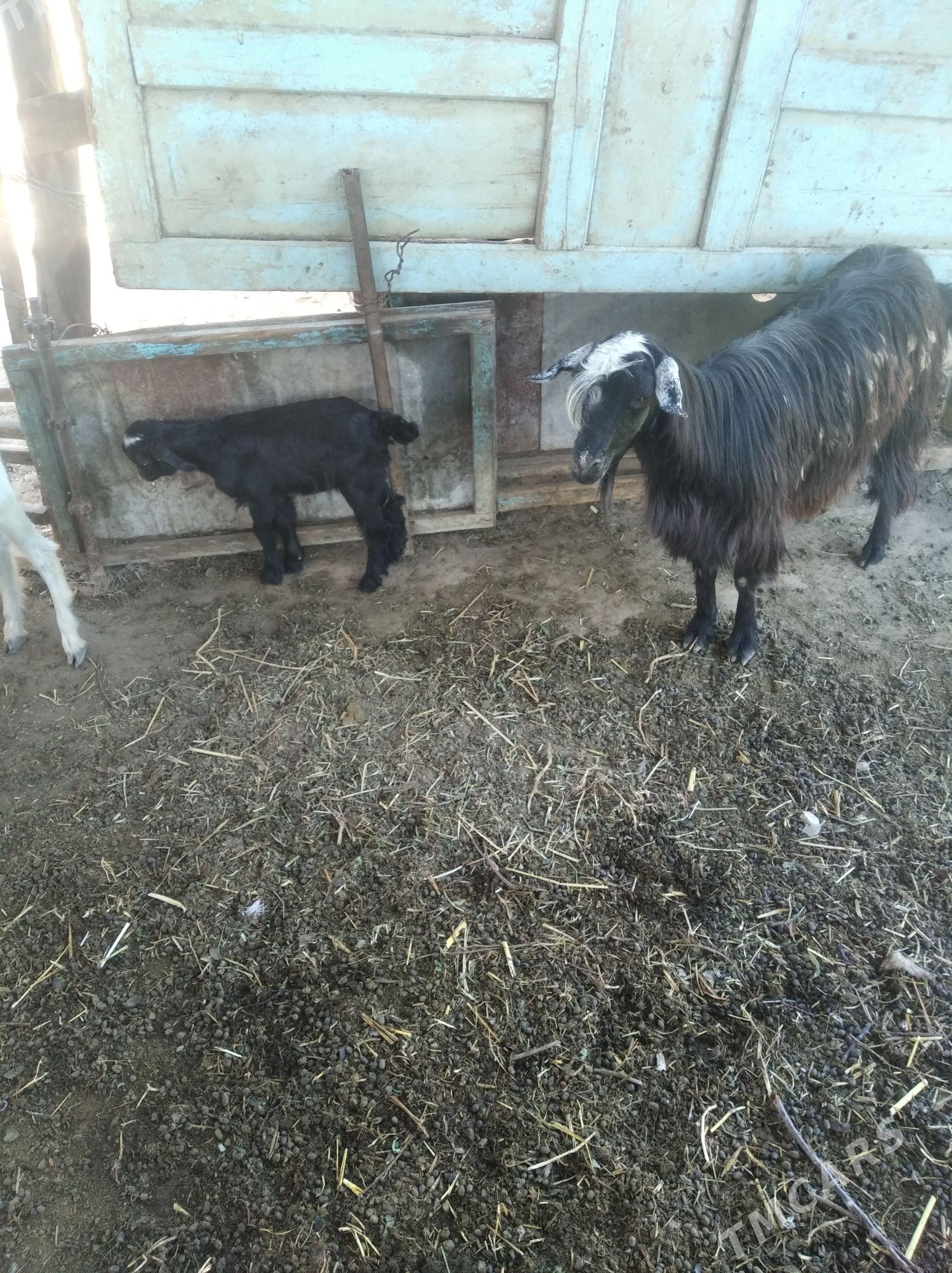 owlakly geciler - Farap - img 1