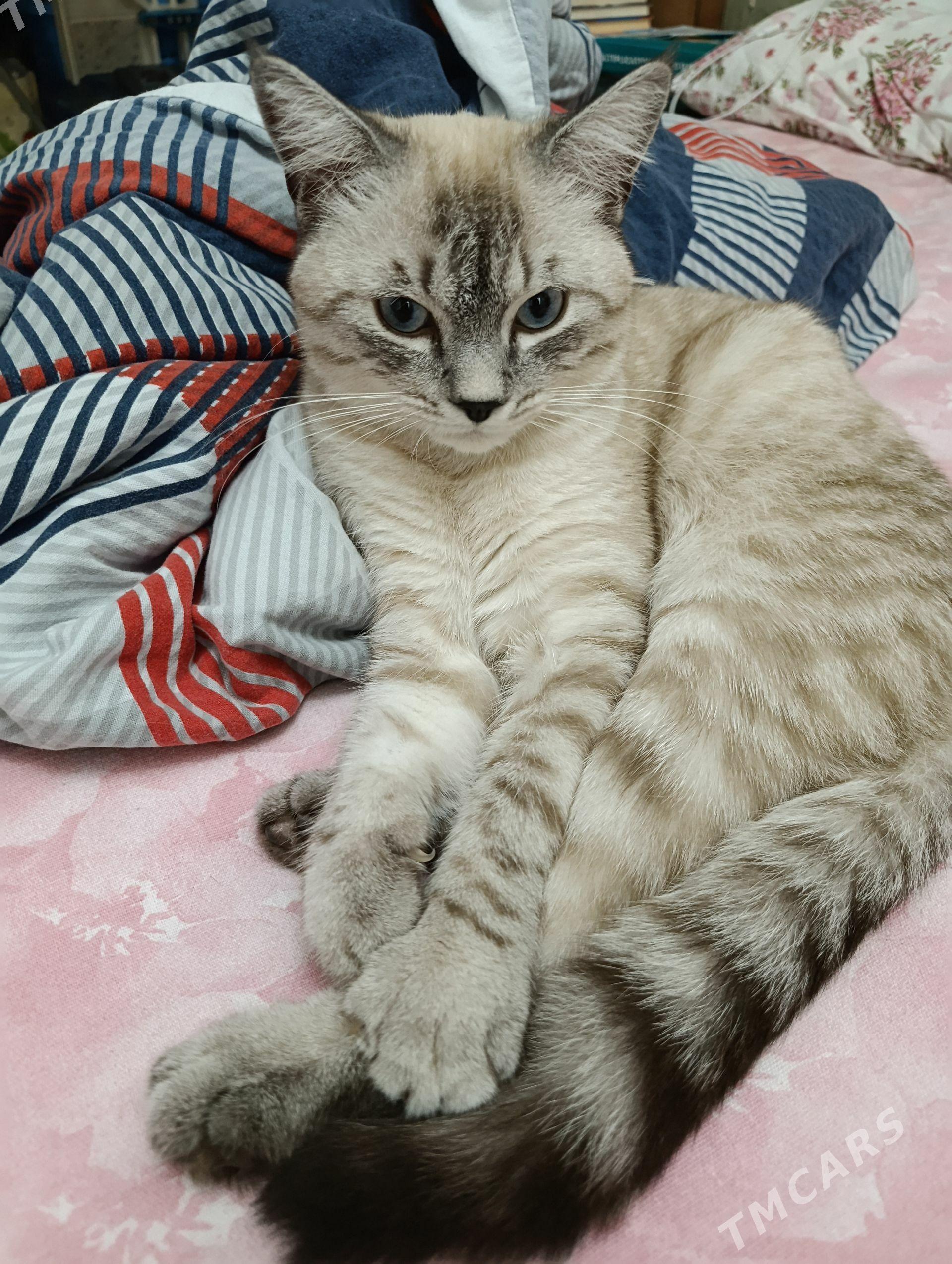 Кот - Туркменабат - img 1