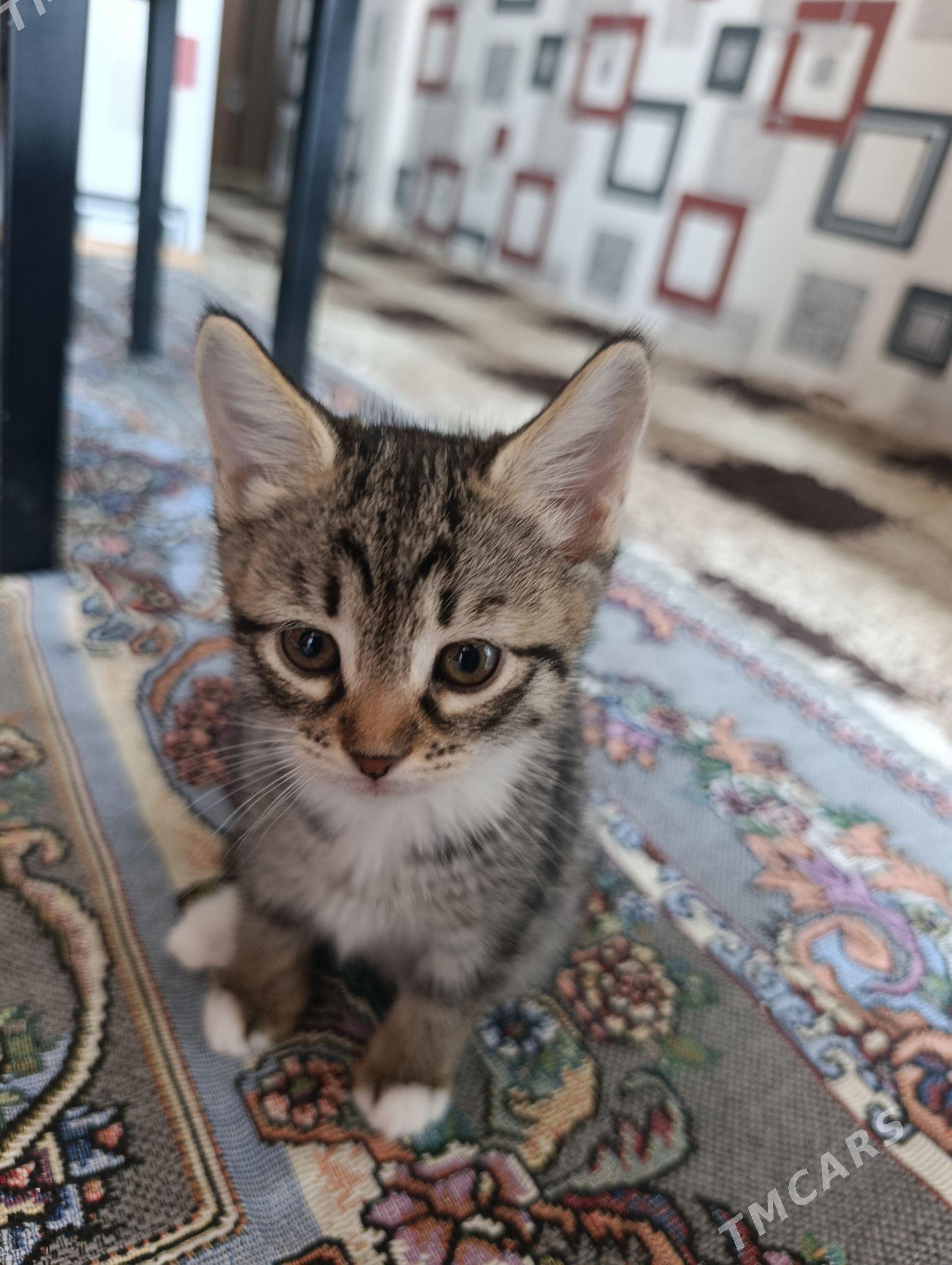 котята - Мары - img 1