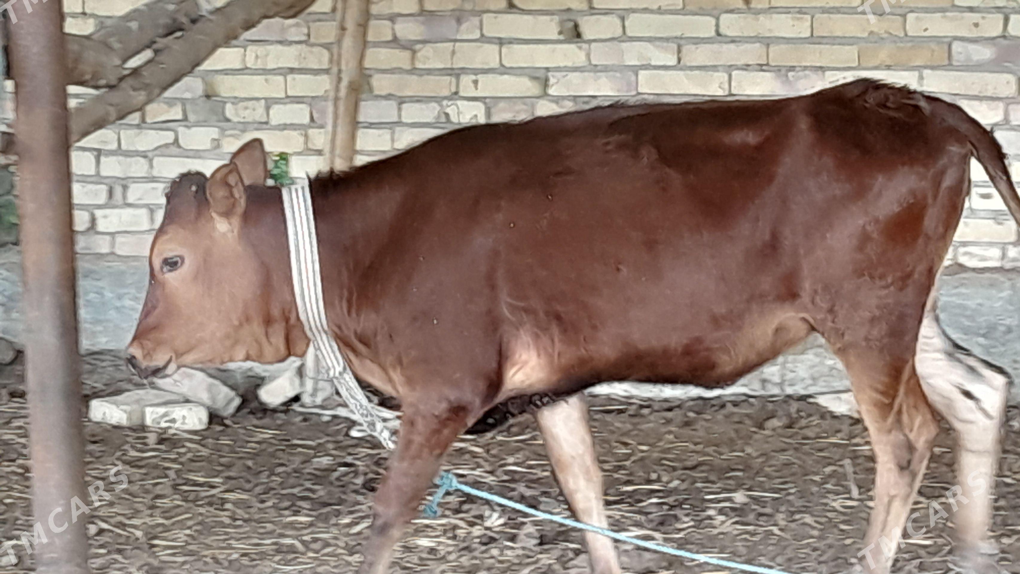 burlat unajyn - Сакар - img 1