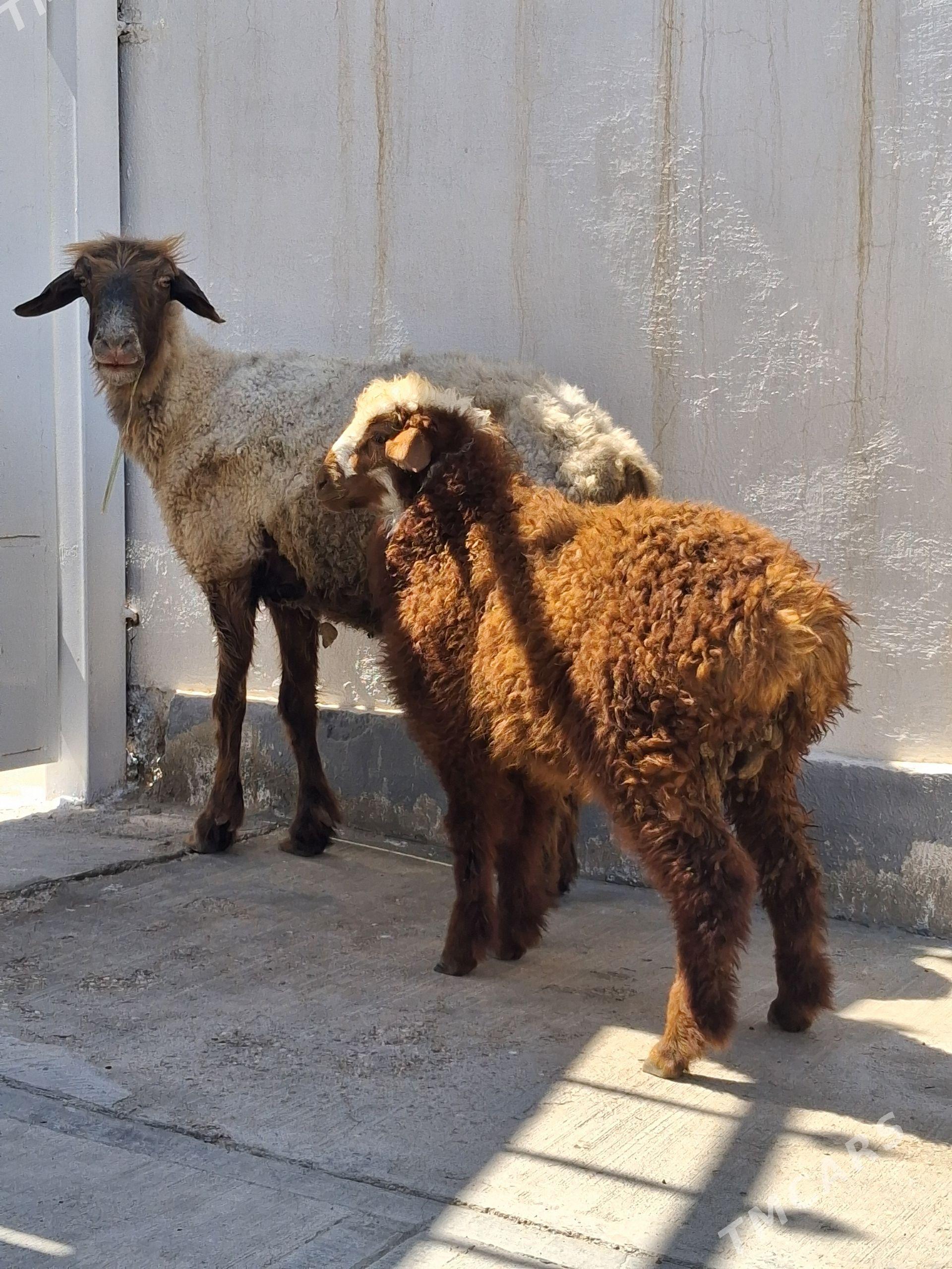 guzly goyyn - Jebel - img 1