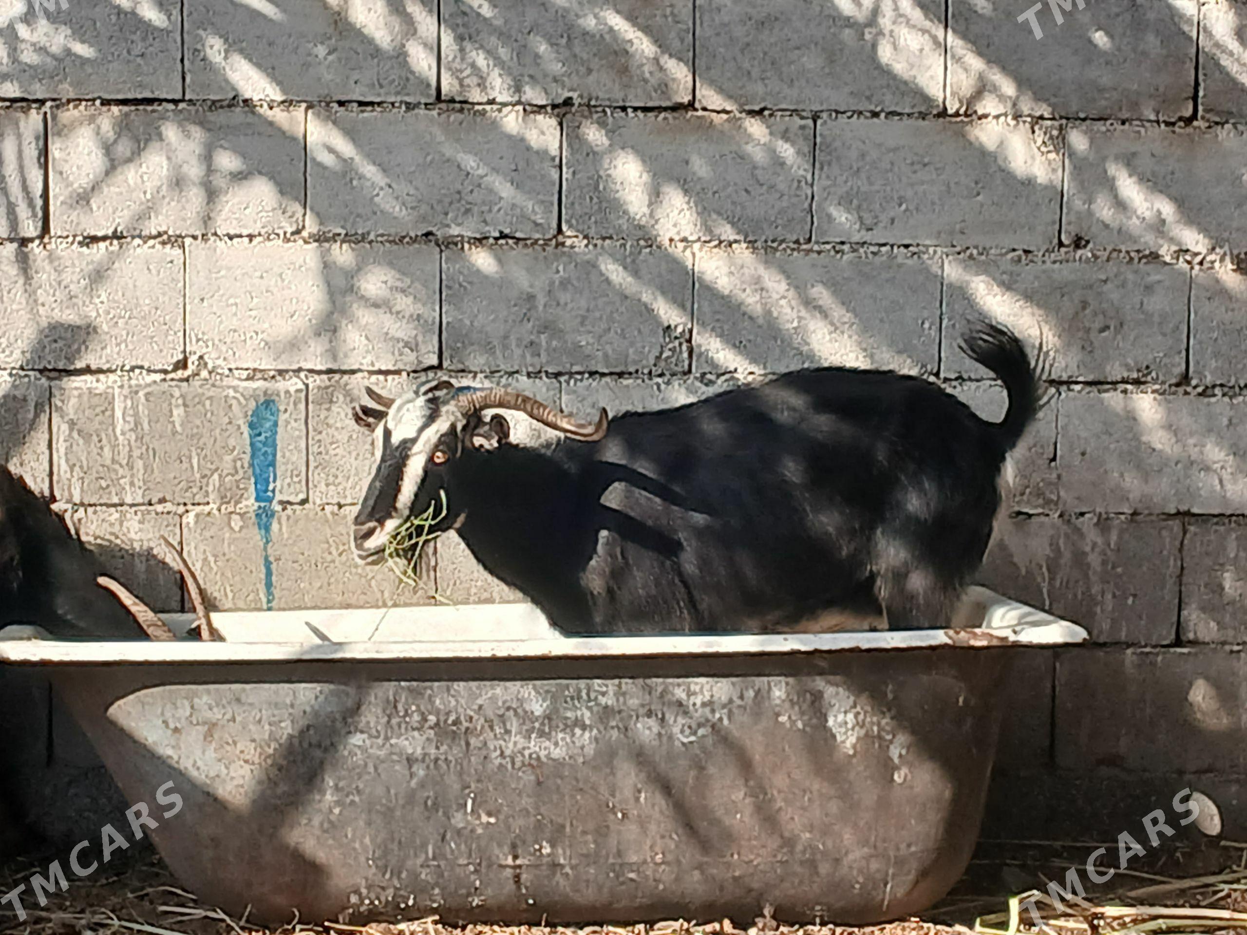 dog geçi 23 24kg - Aşgabat - img 1