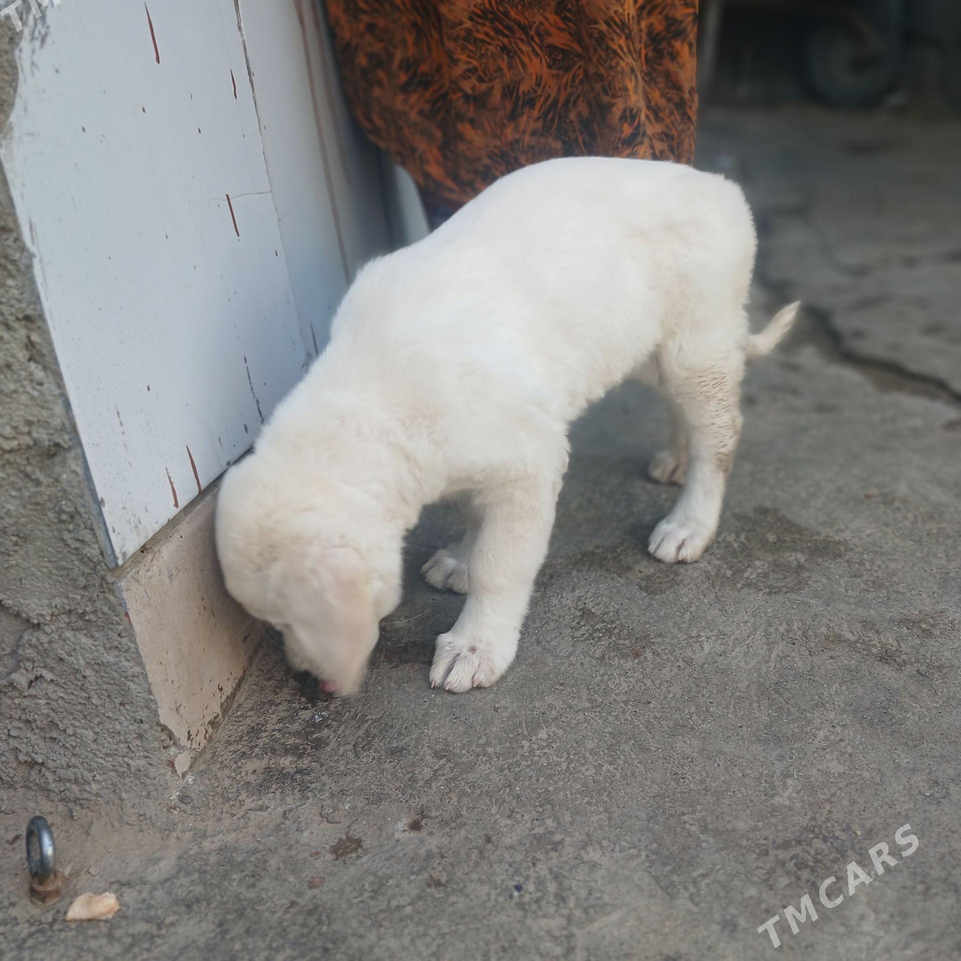 Собака - Hitrowka - img 1