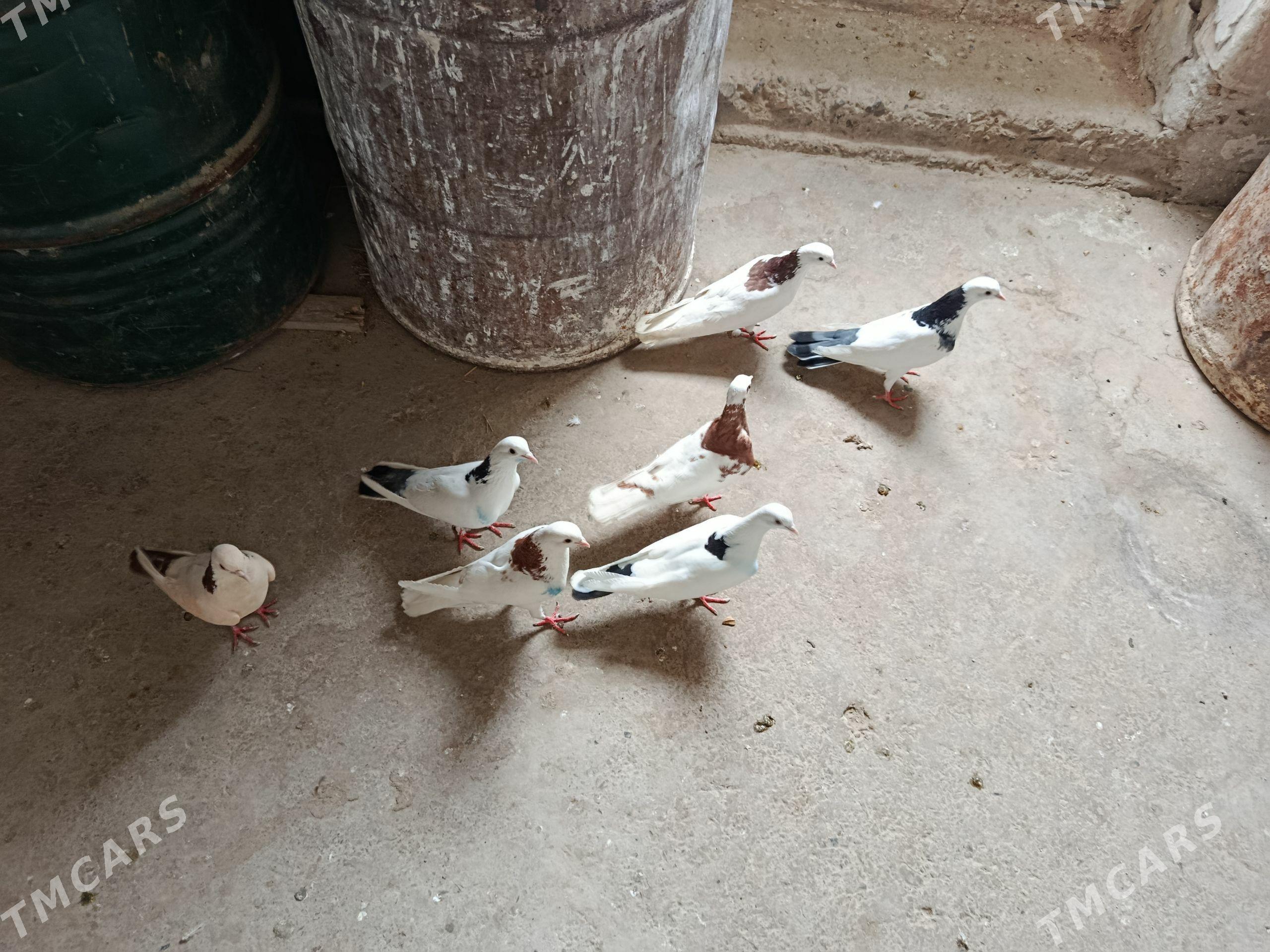 kepderi. - Gyzylarbat - img 1