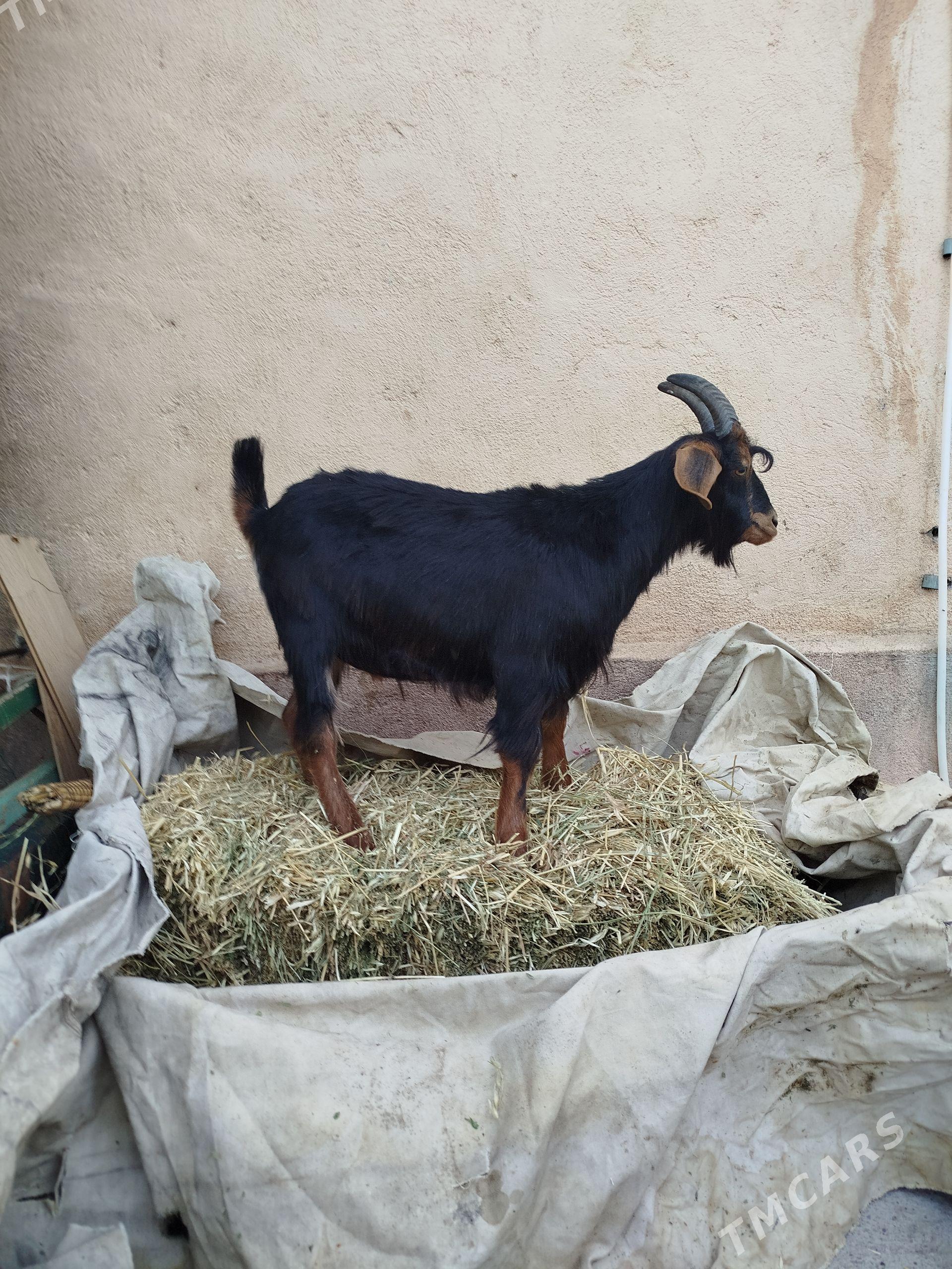 dog - Çoganly - img 1