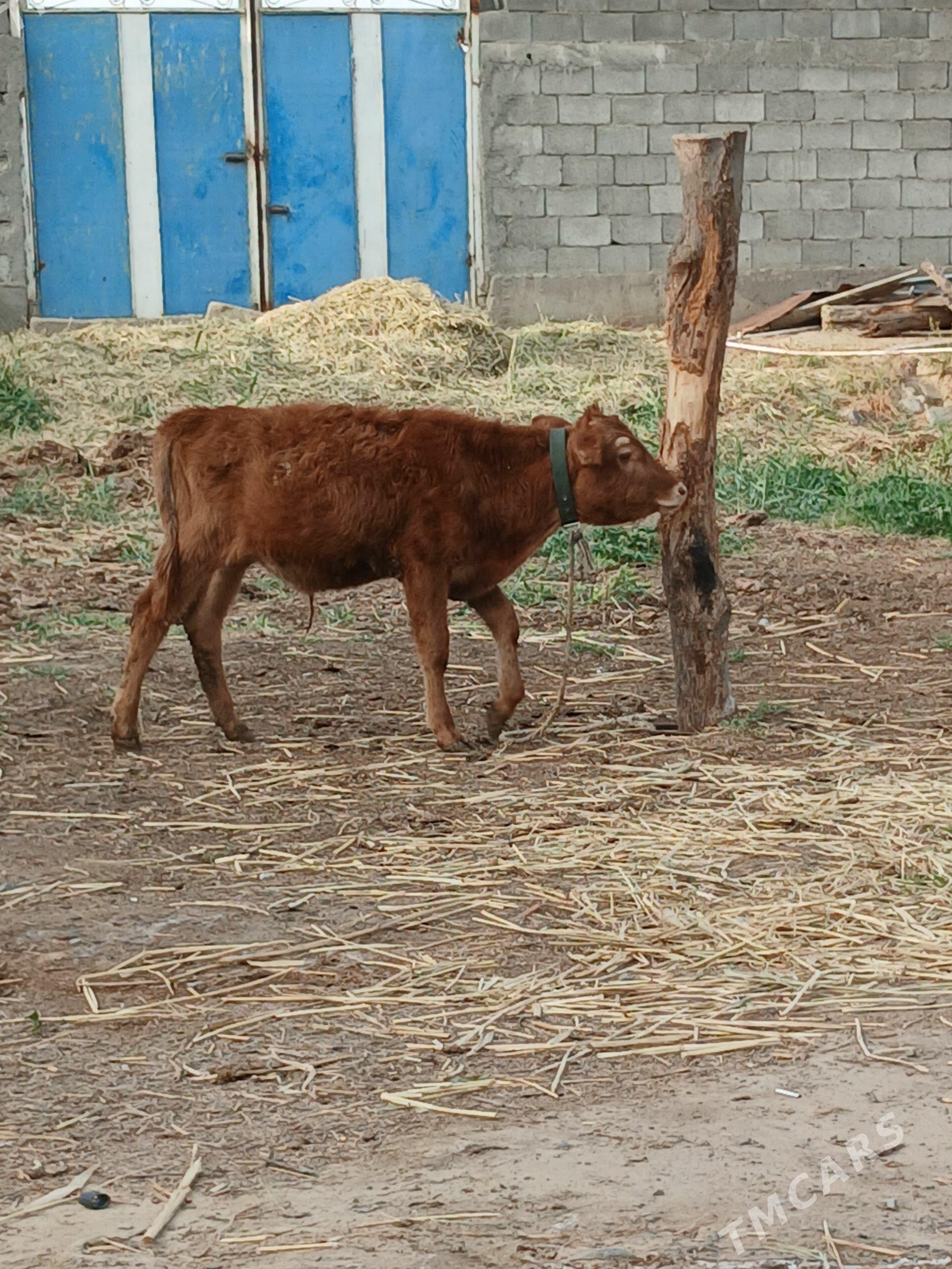Okuz - Гёкдепе - img 1