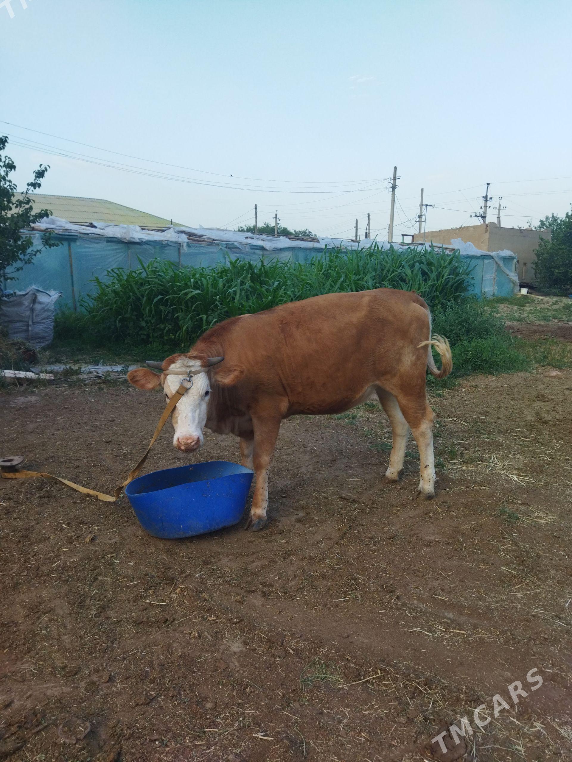 tuve - Köşi - img 1