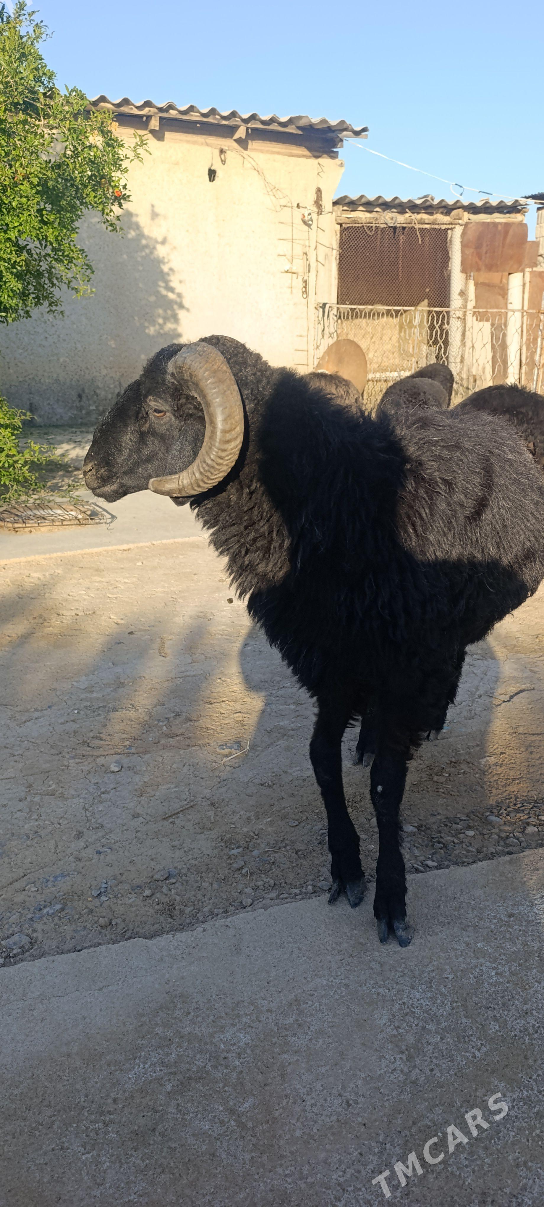 Garakoli goç - Ýaşlyk - img 1