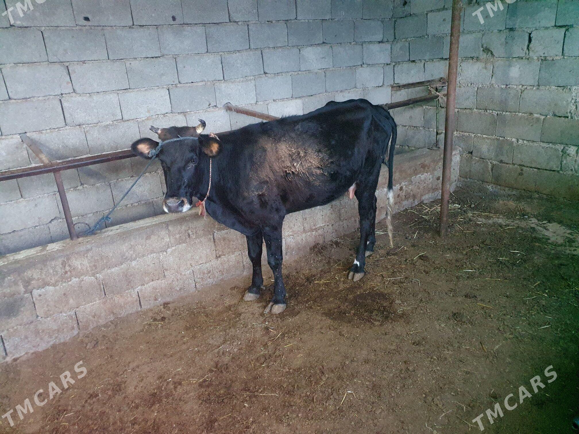 goleli sygyr - Гёкдепе - img 1
