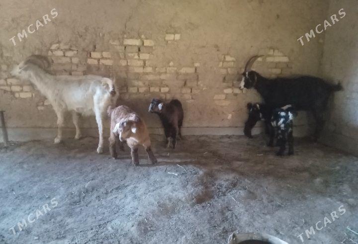 Ekiz owlakly geciler - Baýramaly - img 1