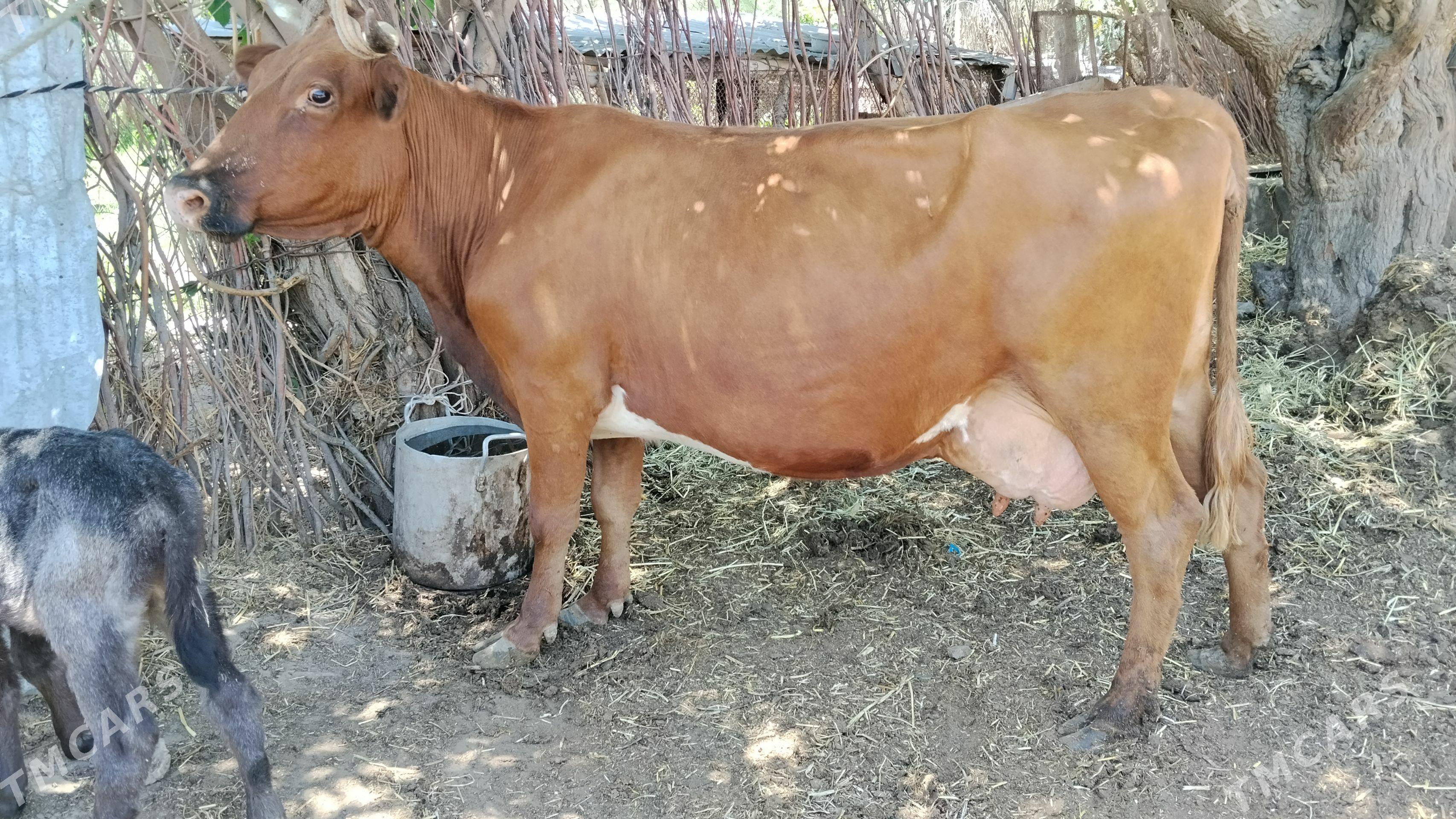 Goleli sygyr suytli - Farap - img 1