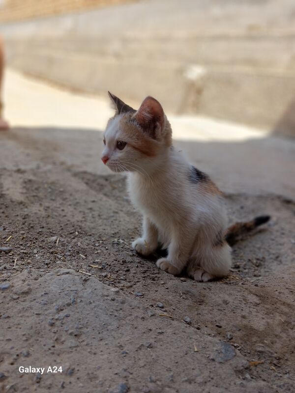 Pisijikler Котята - Türkmenabat - img 1
