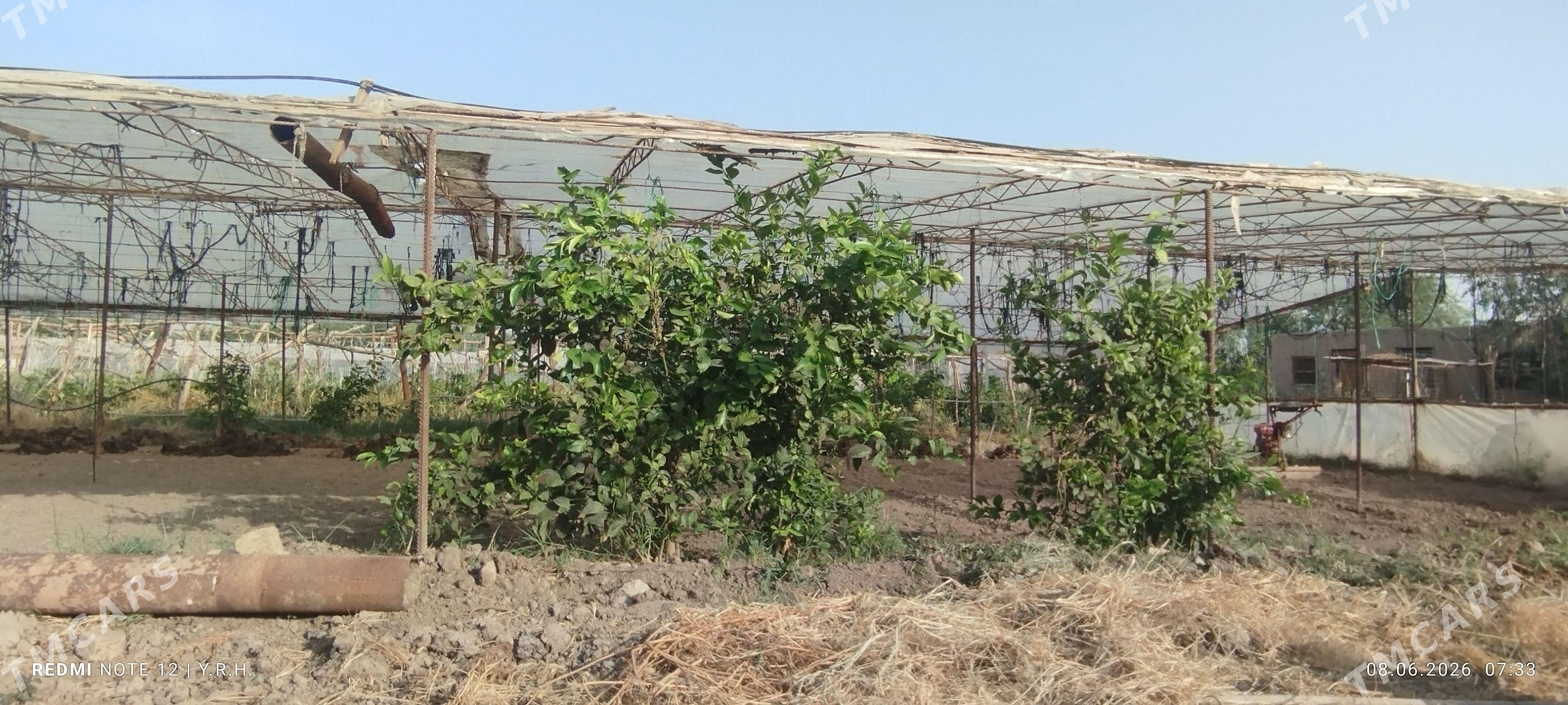 limon nahal - Murgap - img 1