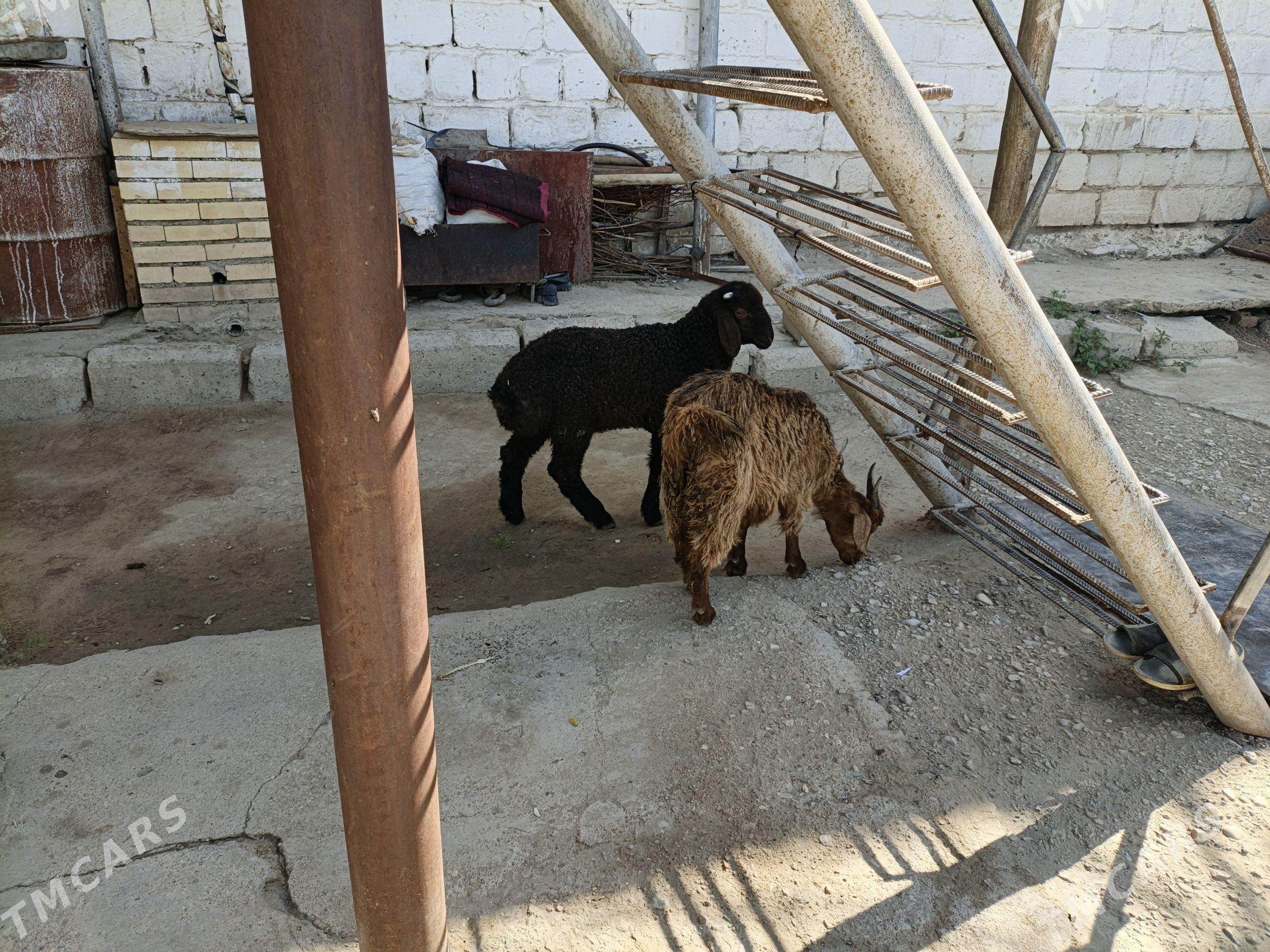 Cewiş Tokly - Balkanabat - img 1