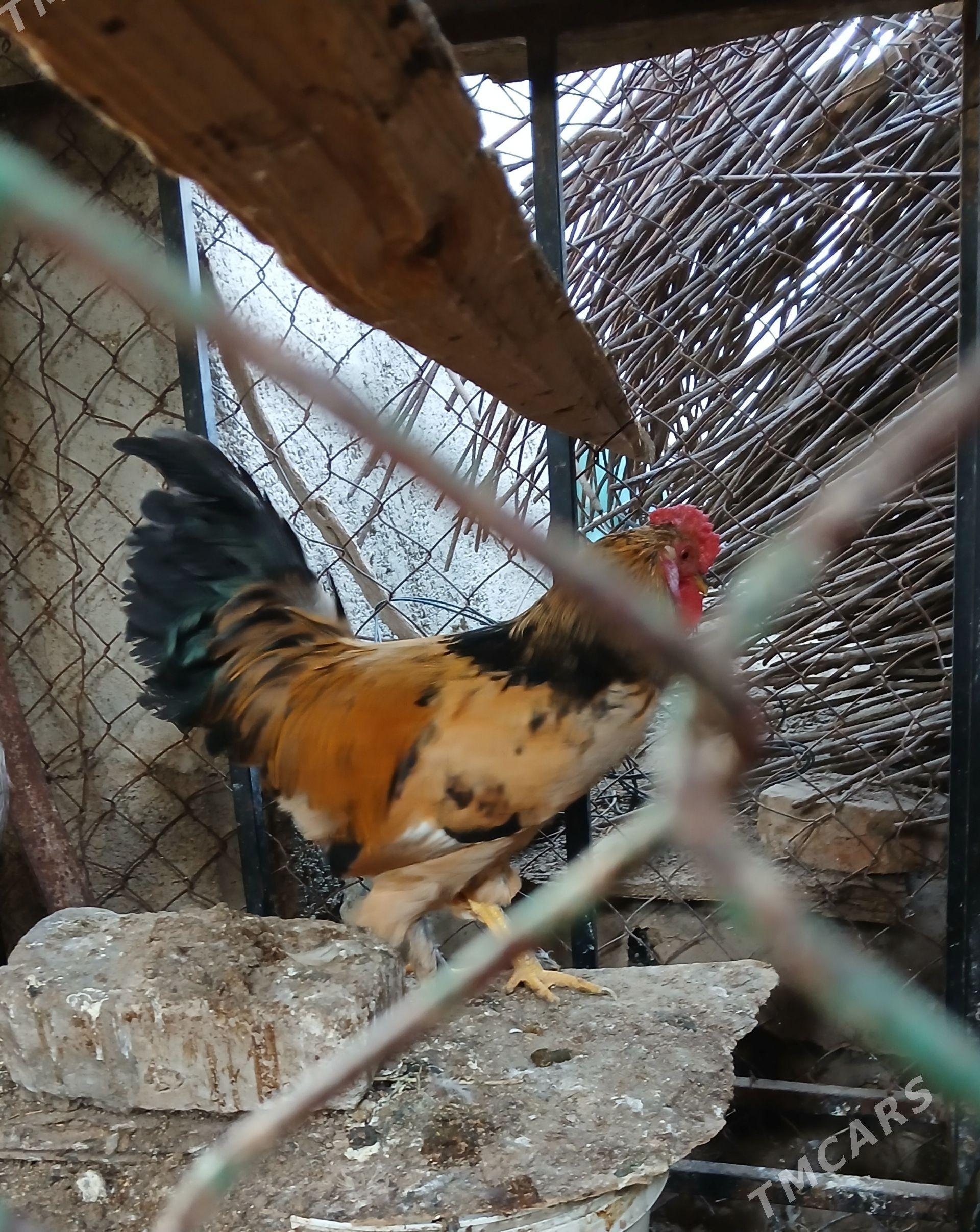 horaz - Çoganly - img 1