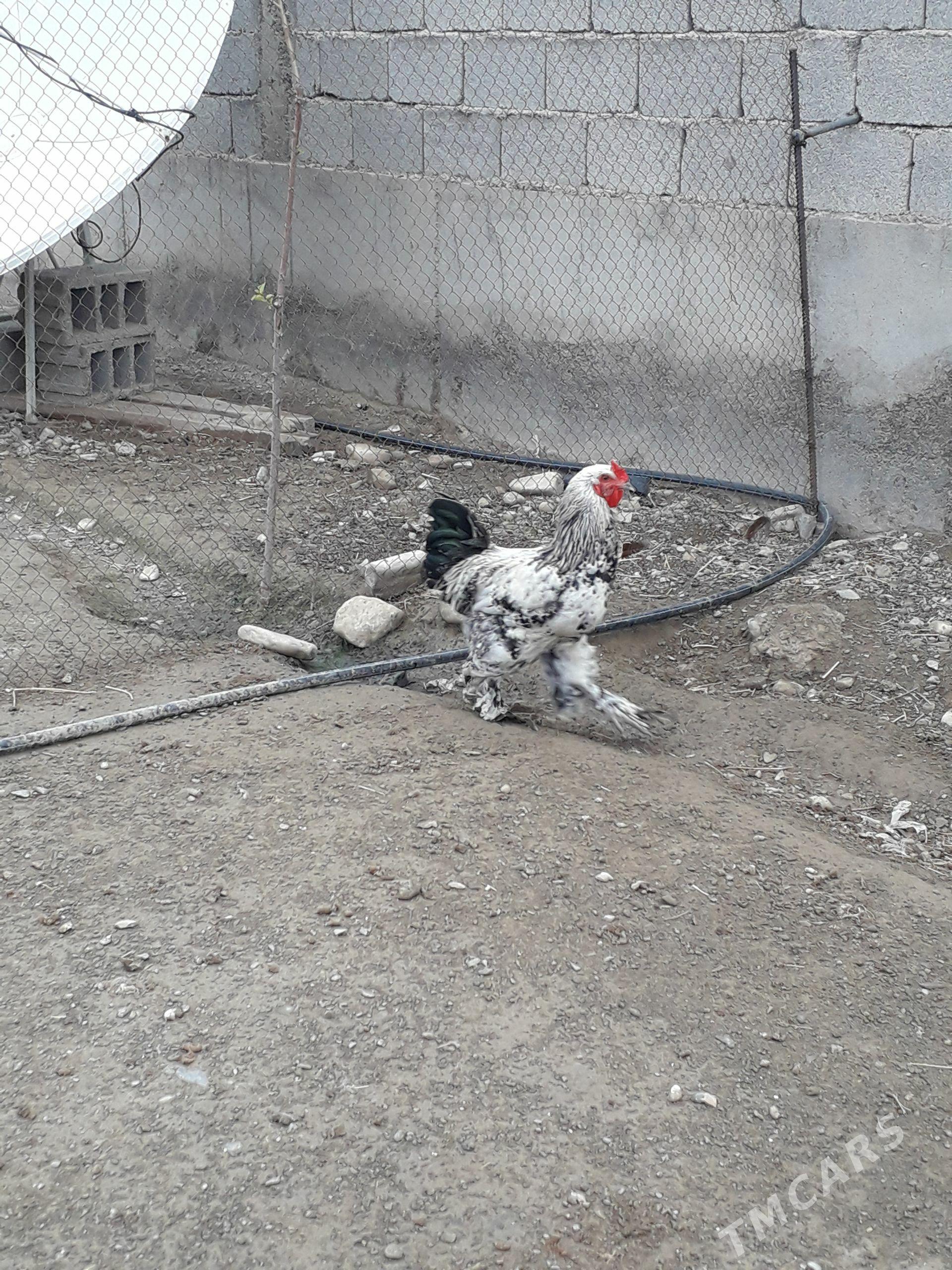 balgar horaz mucesi dayaw - Bäherden - img 1