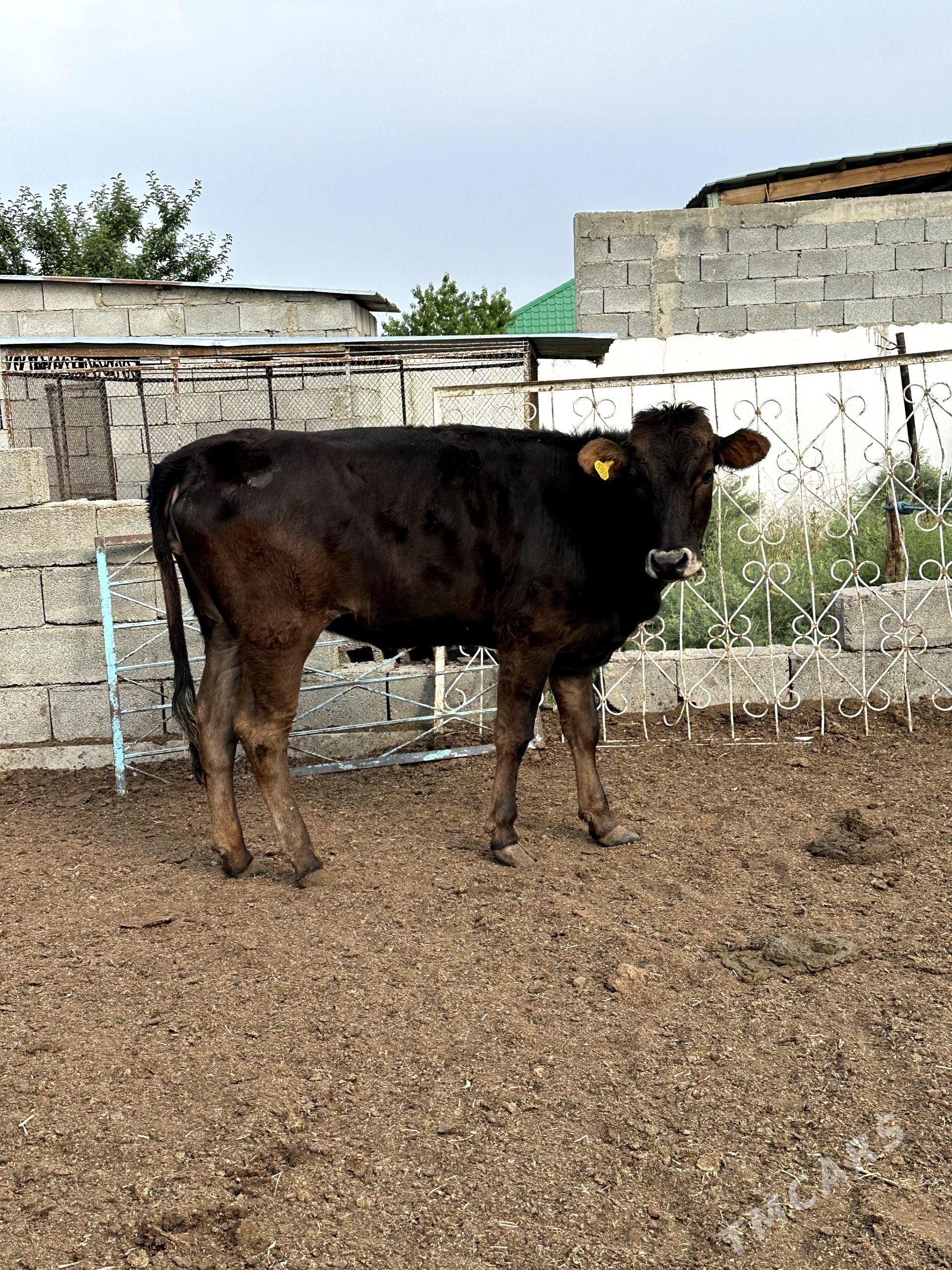 ARASSA ŞWED TÙWE - Gökdepe - img 1