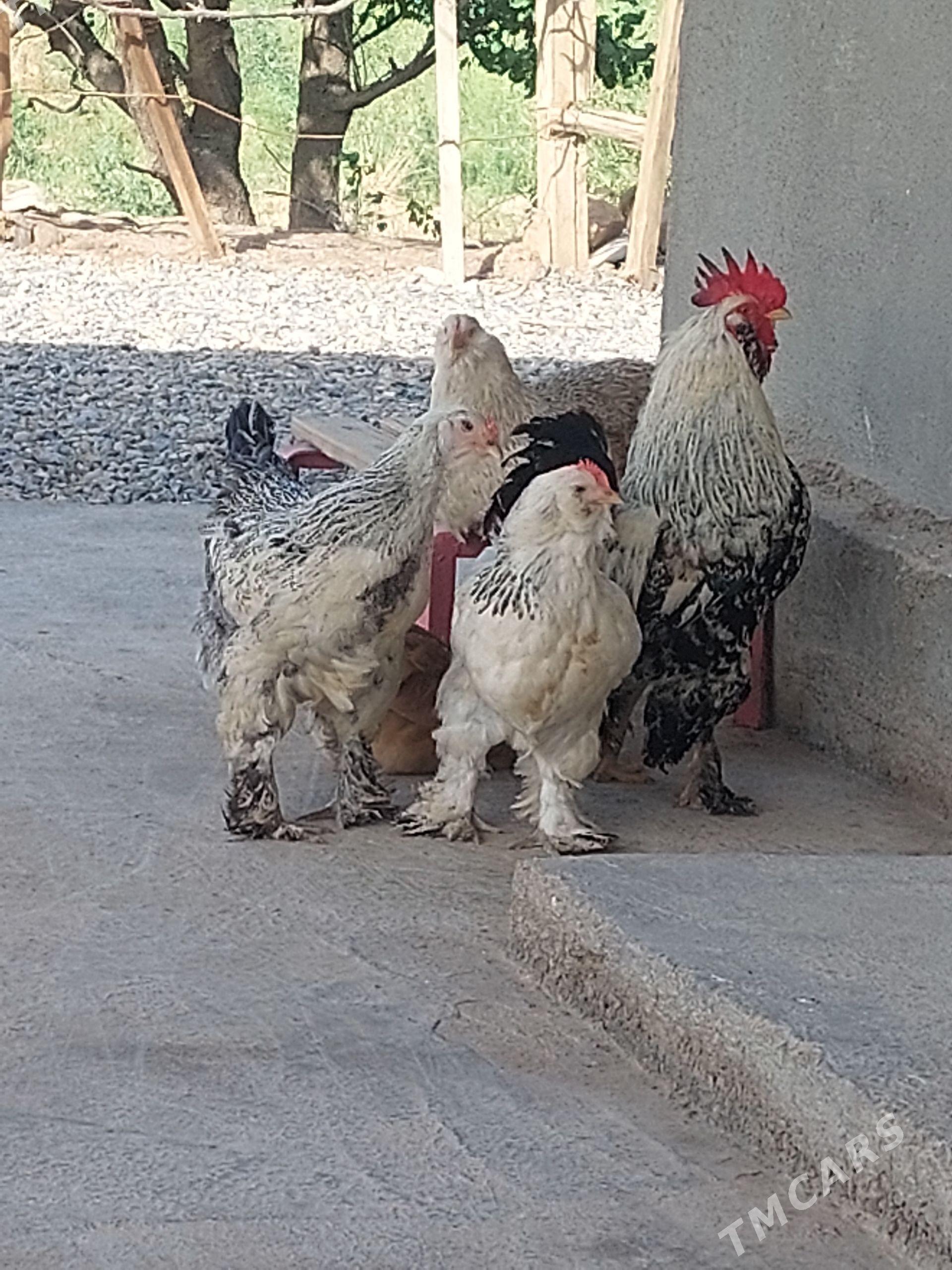 balgar towuklar - Tejen - img 1