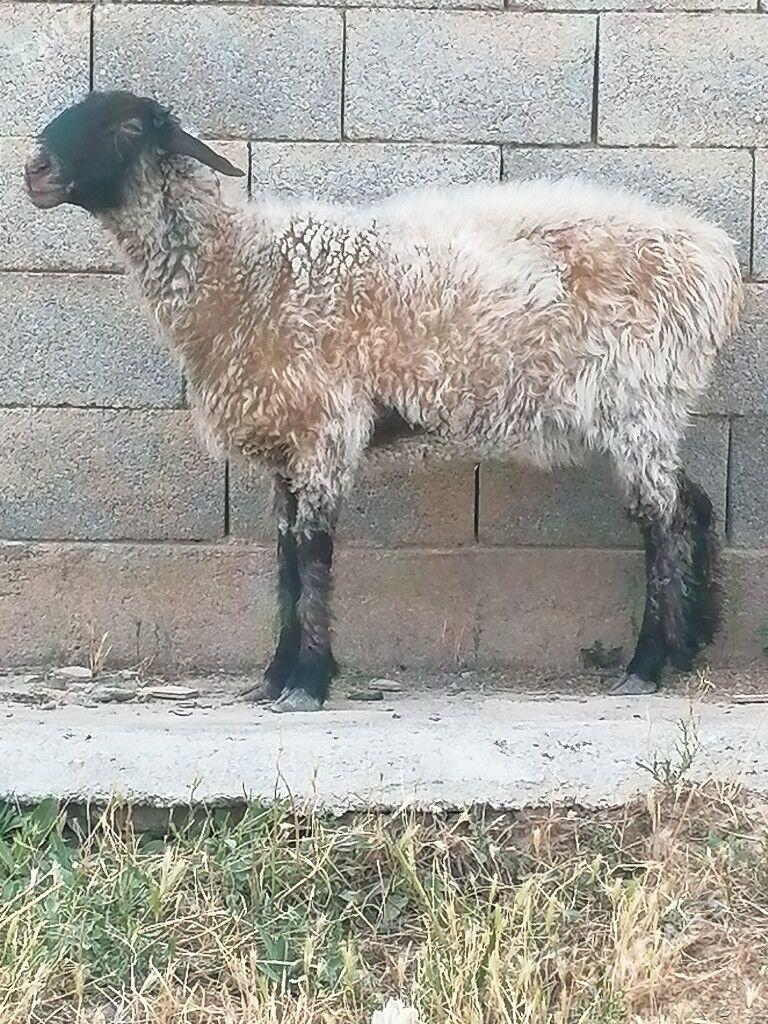 işşek - Gurtly - img 1