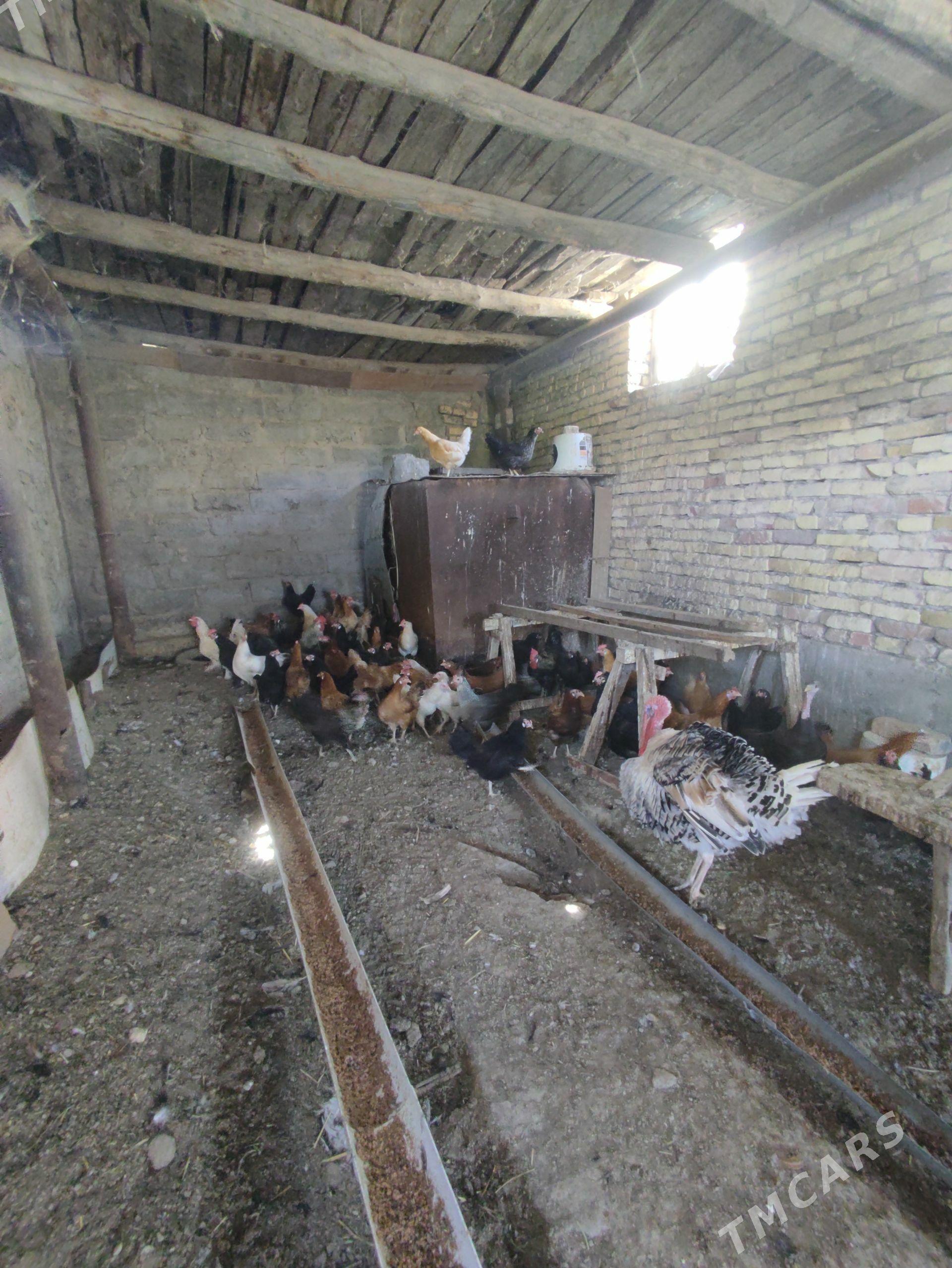 Towuklar - Türkmenabat - img 1