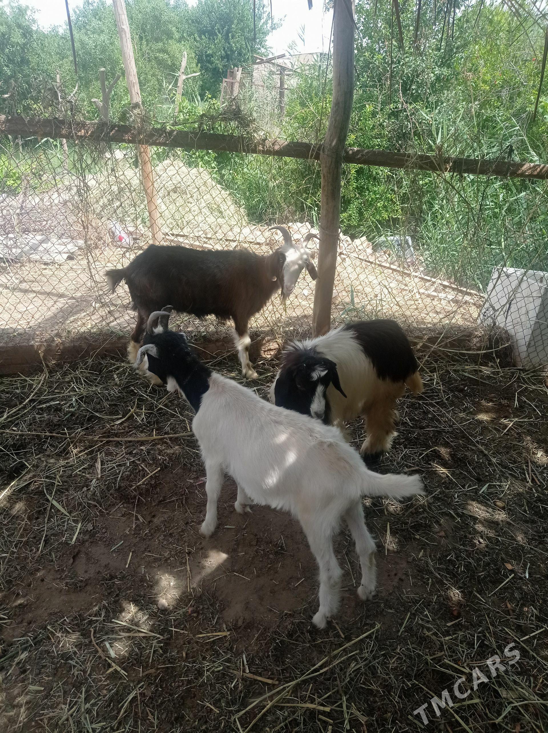 serkeler ve geçi - Фарап - img 1