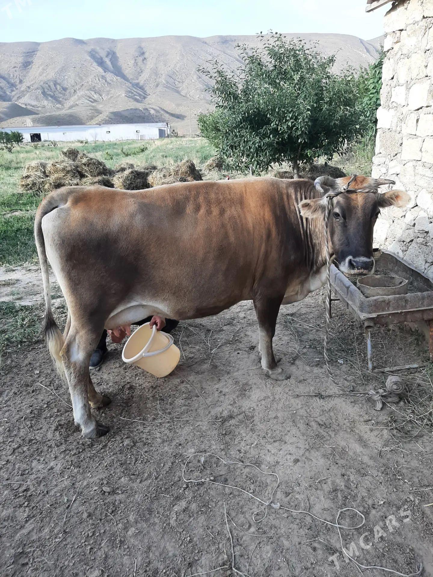 Goleli sygyr - Gyzylarbat - img 1