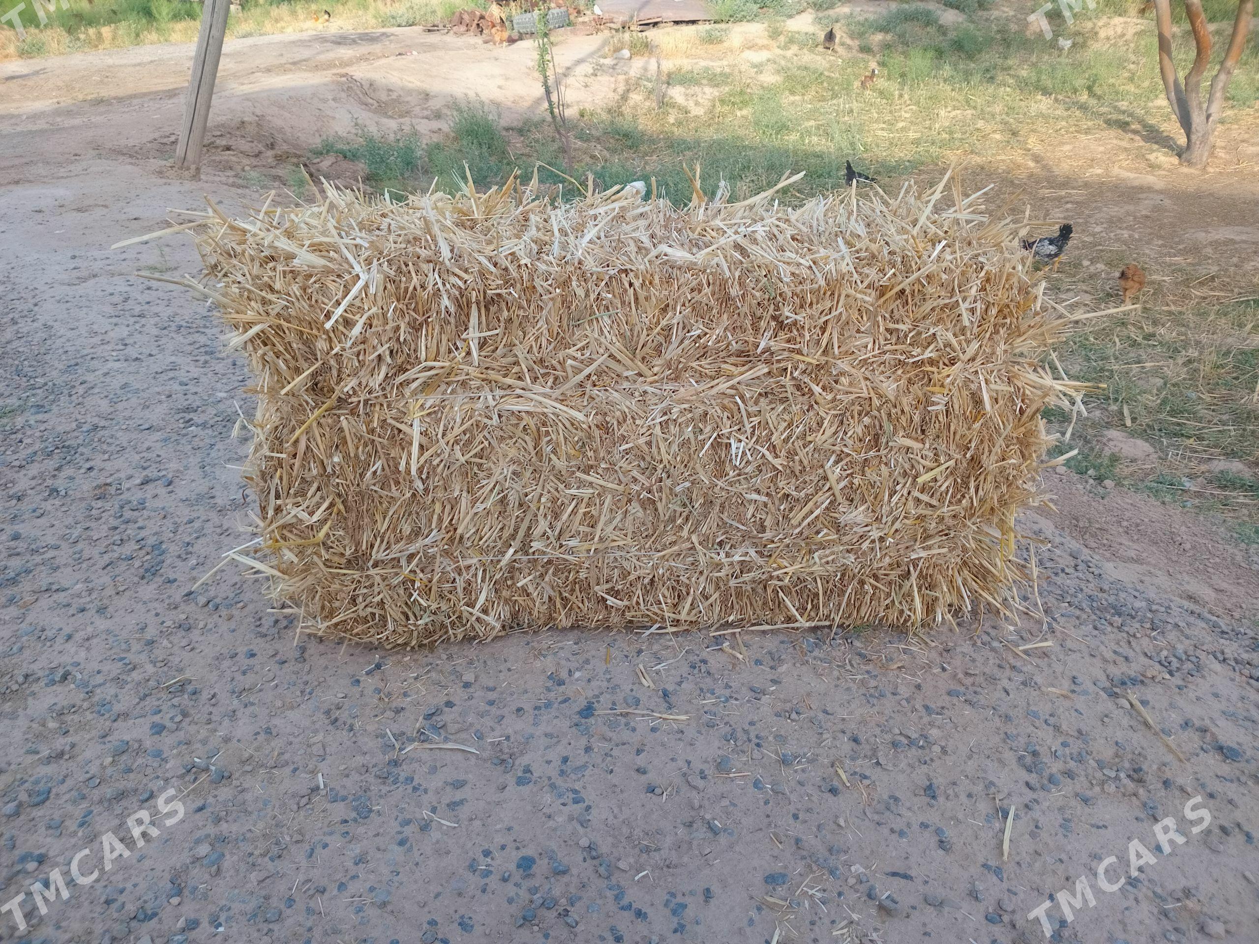 saman kip - Кака - img 1
