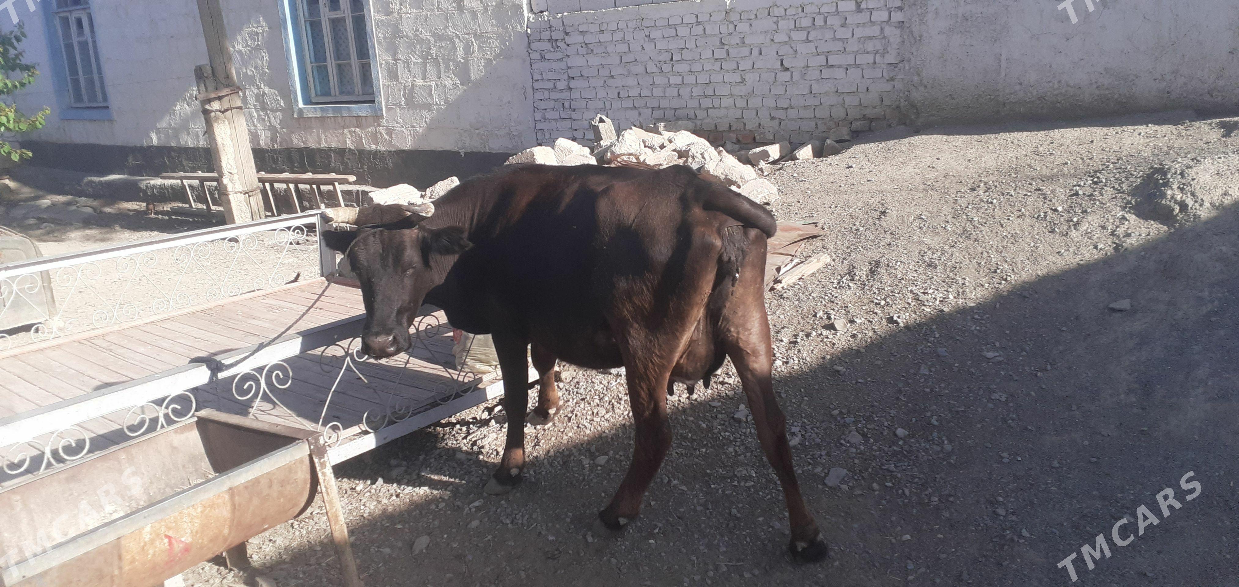 goleli sygyr - Bereket - img 1