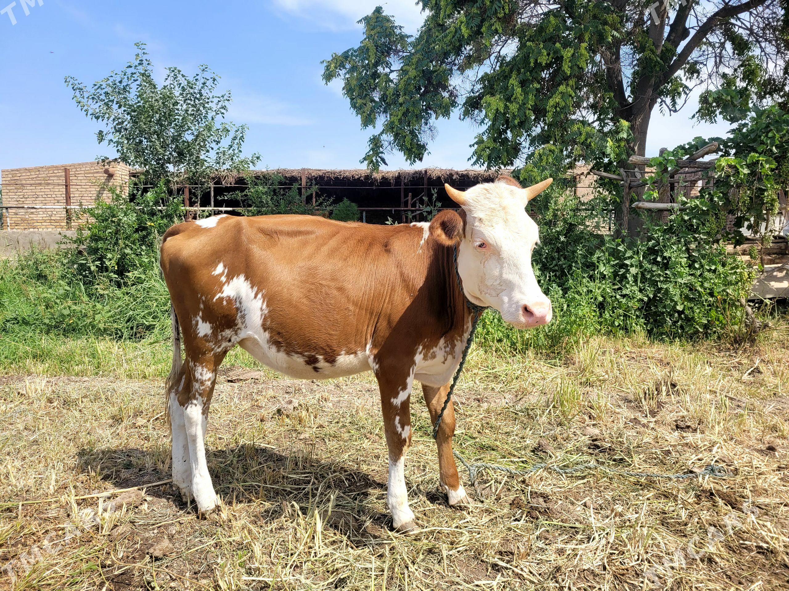 Simmental gunajyn - Саят - img 1