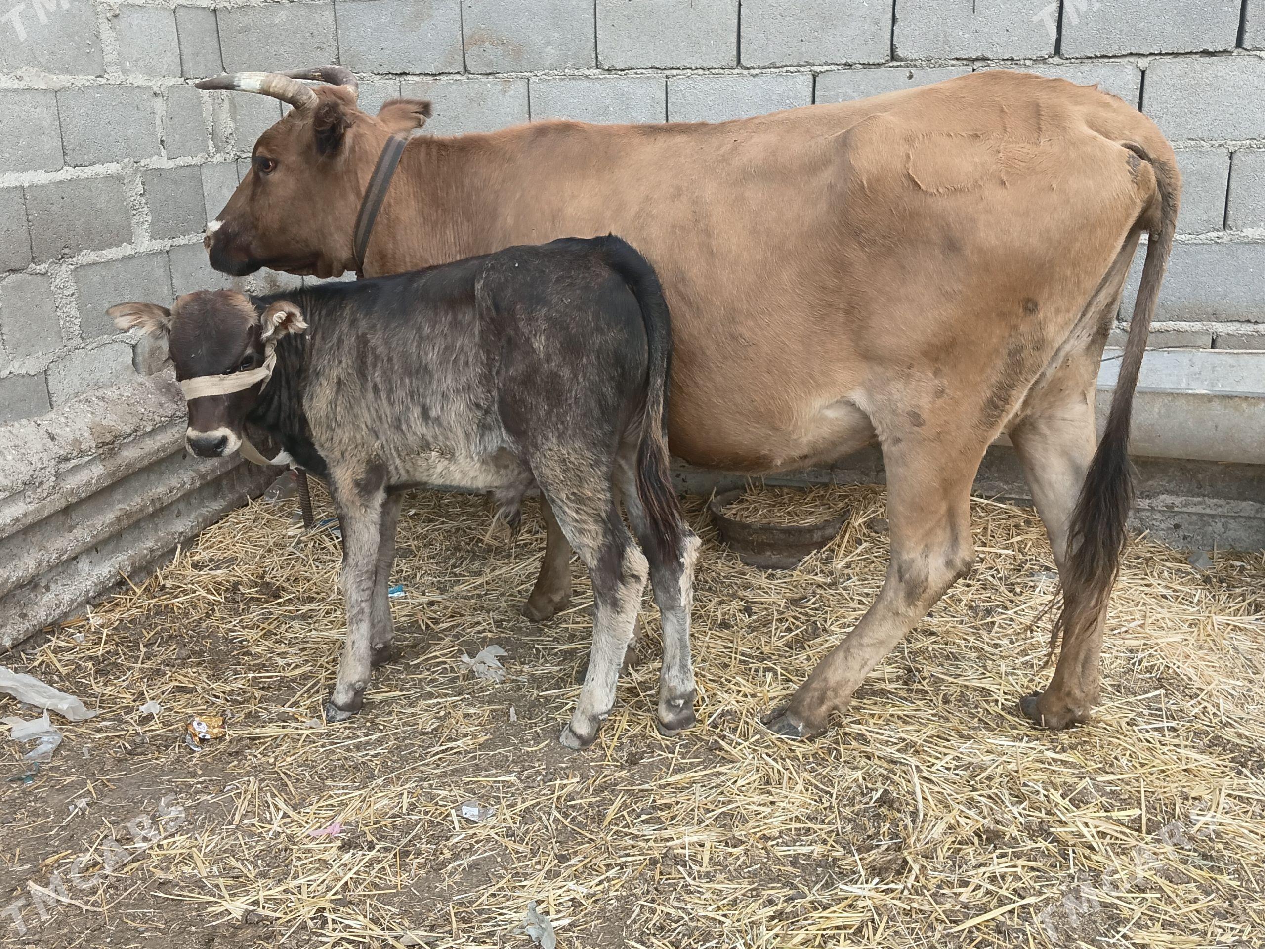 2 goleli sygyr - Gyzylarbat - img 1