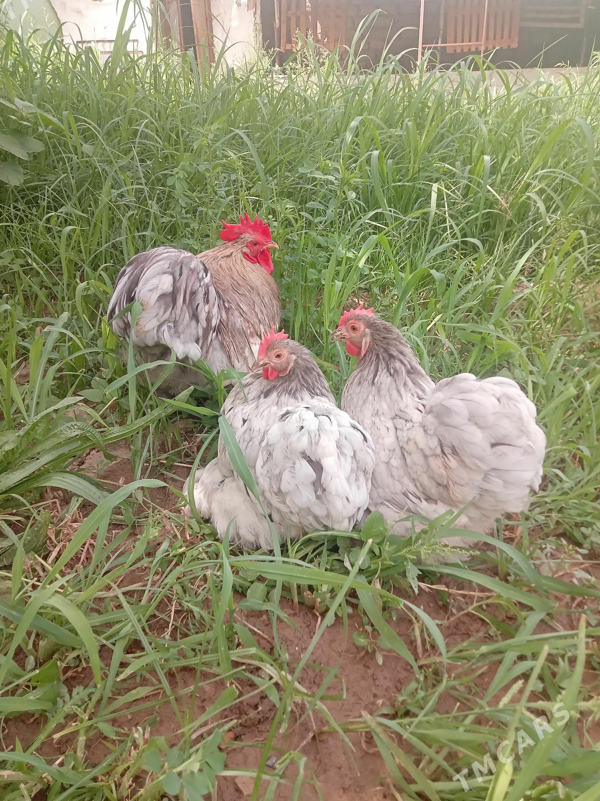 kohin towuk horaz - Çoganly - img 1